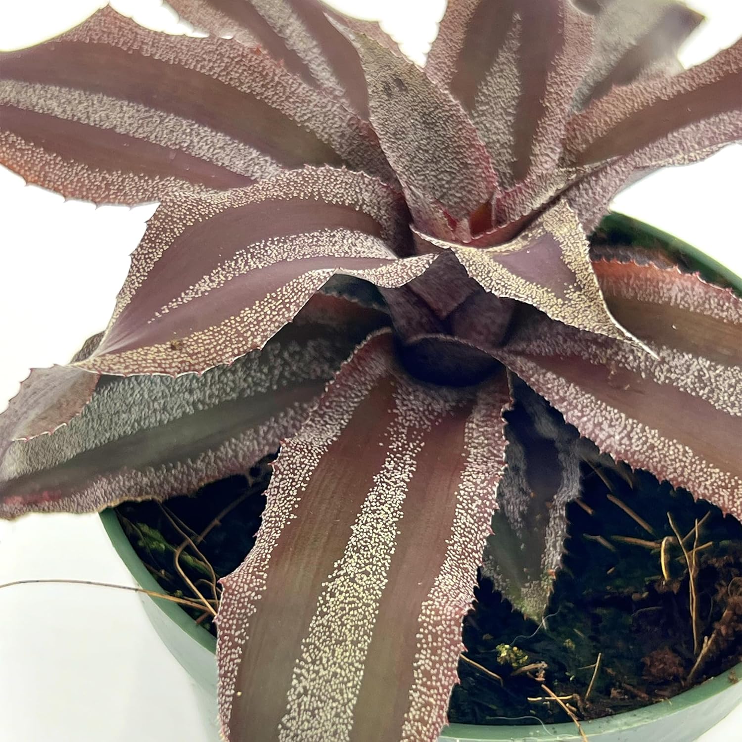 Cryptanthus Menescal