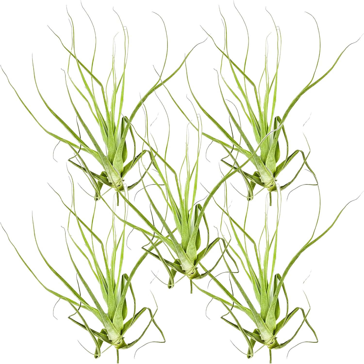 Tillandsia Straminea