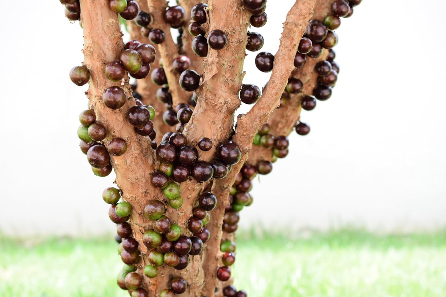 Plinia cauliflora Jaboticaba