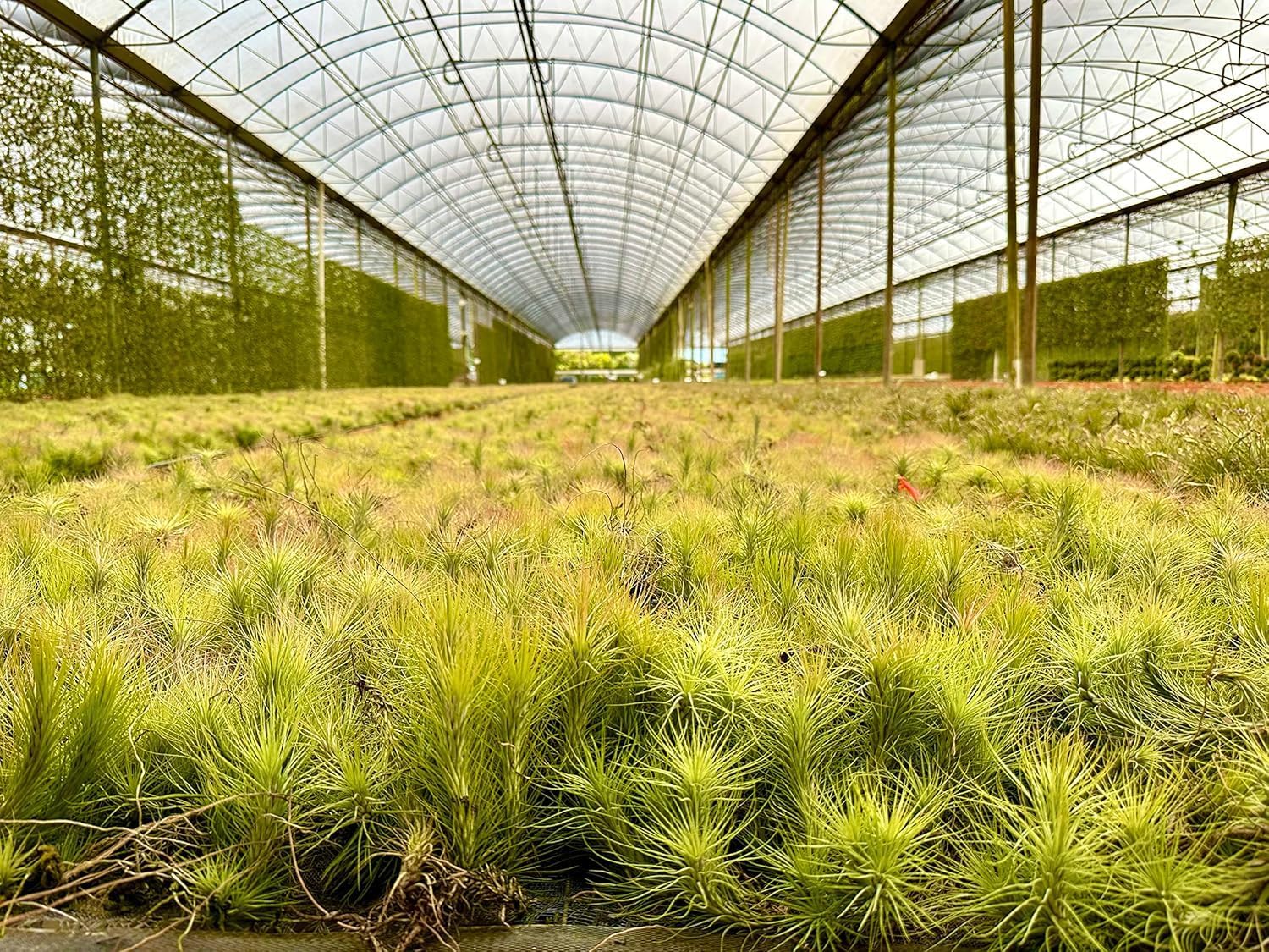 Tillandsia Funckiana