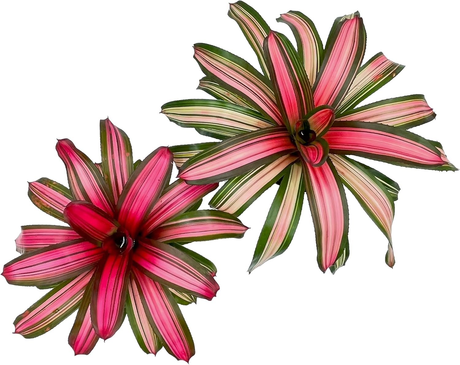Bromeliad Neoregelia Minerva