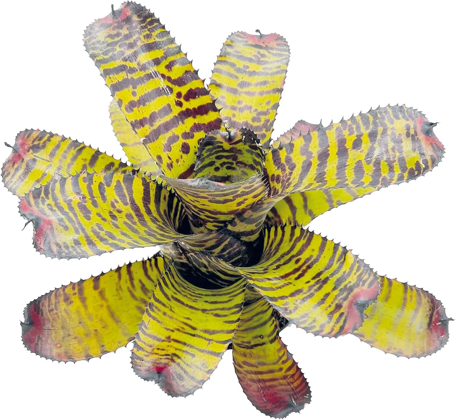 Bromeliad Neoregelia Dragon