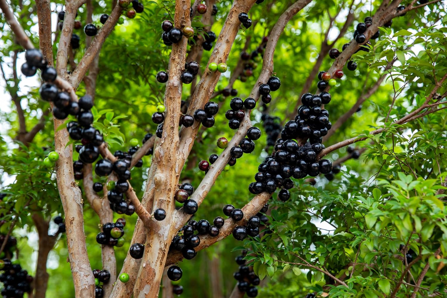 Plinia cauliflora Jaboticaba