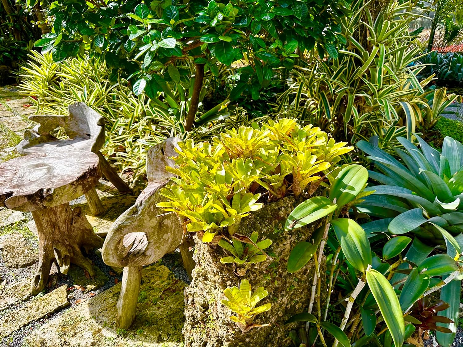 Bromeliad Neoregelia Tigrina