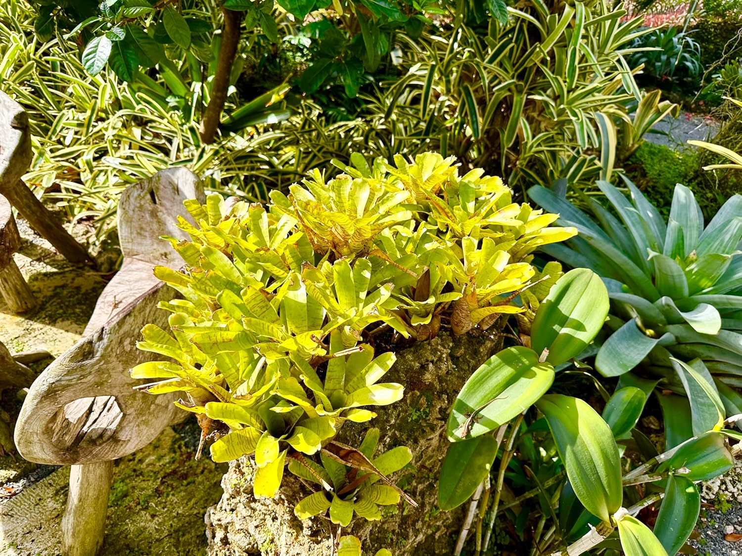 Bromeliad Neoregelia Tigrina