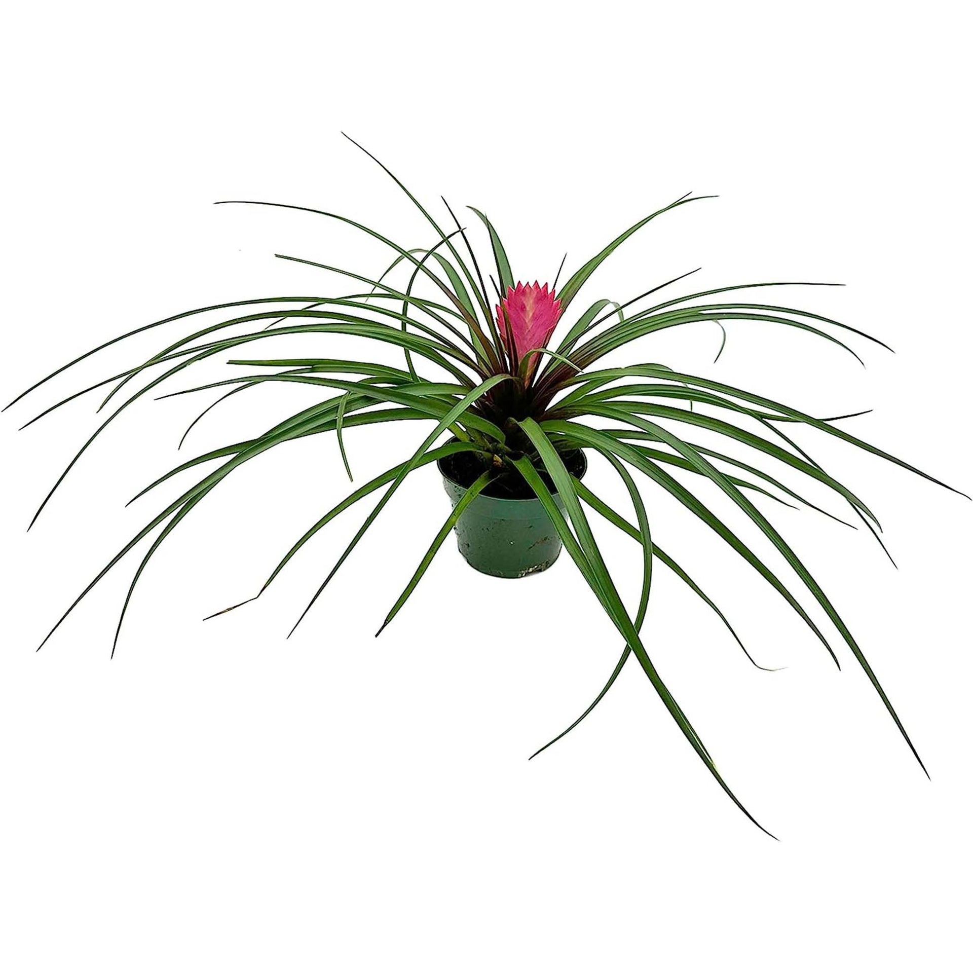 FloweringTillandsiaCyaneaGiant 