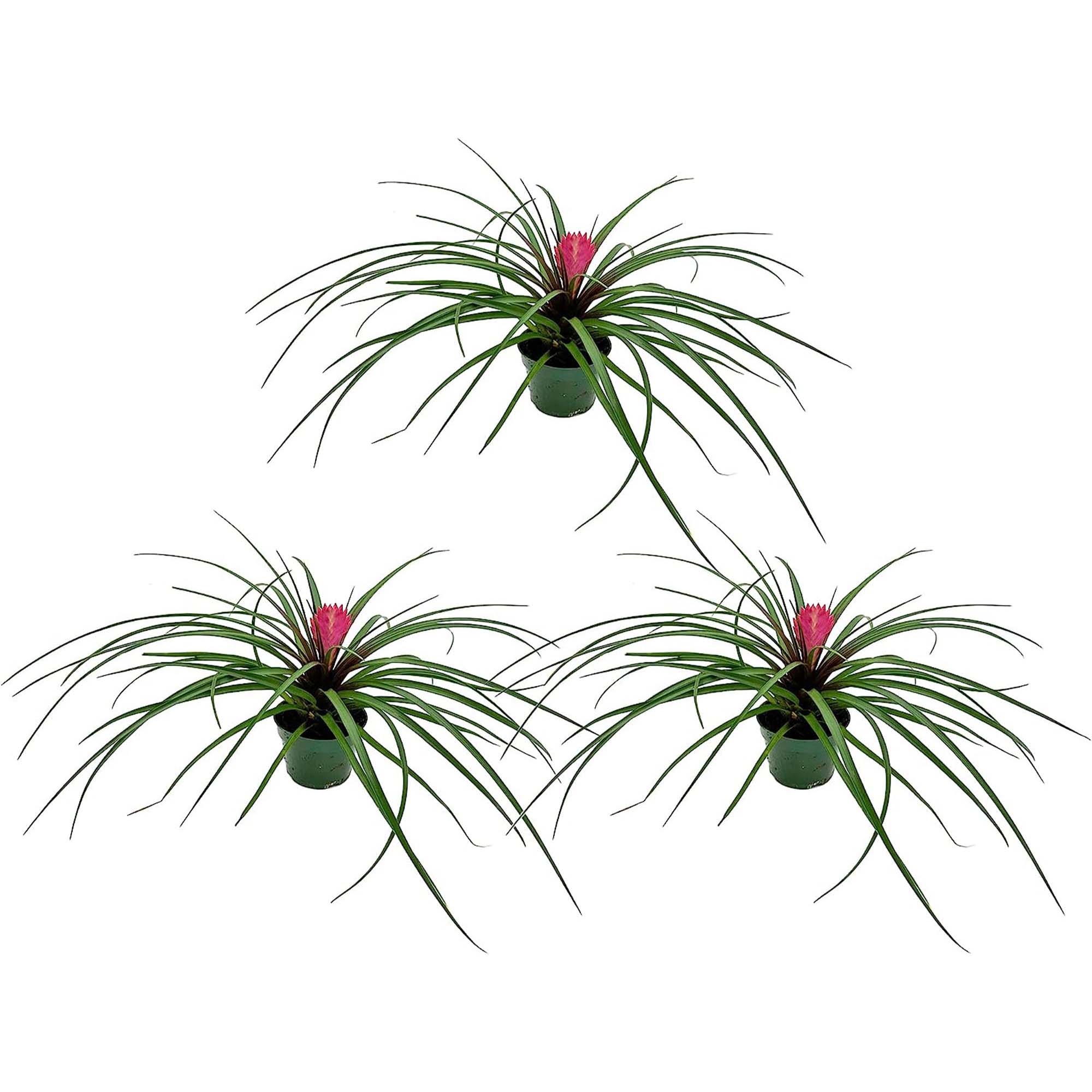 Tillandsia Cyanea