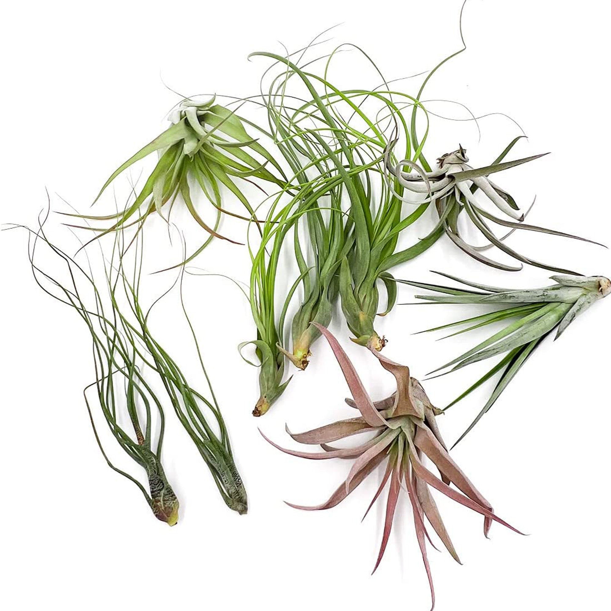 Tillandsia NJORD Gift Box Variety Pack - 9 Count