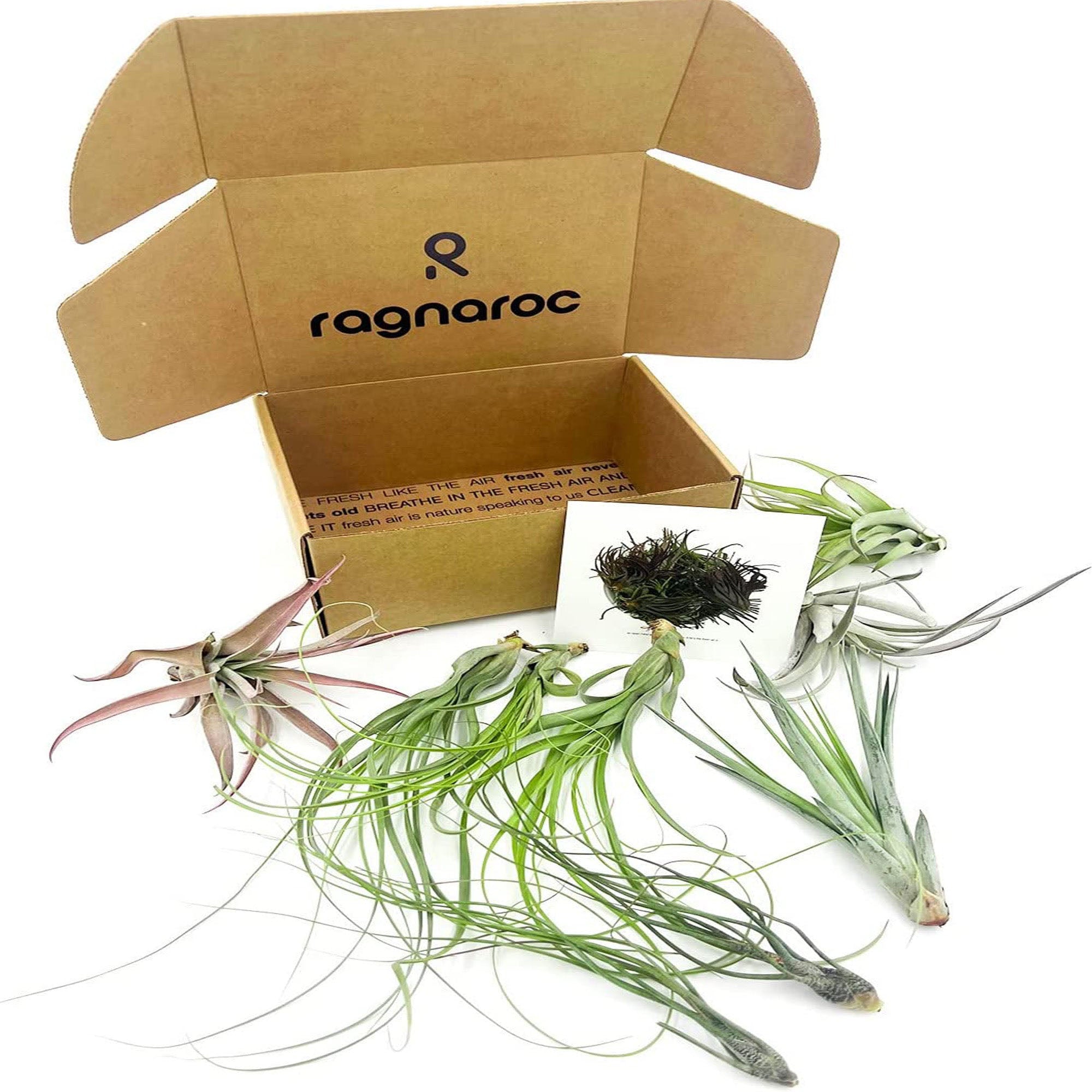 Tillandsia NJORD Gift Box Variety Pack - 9 Count