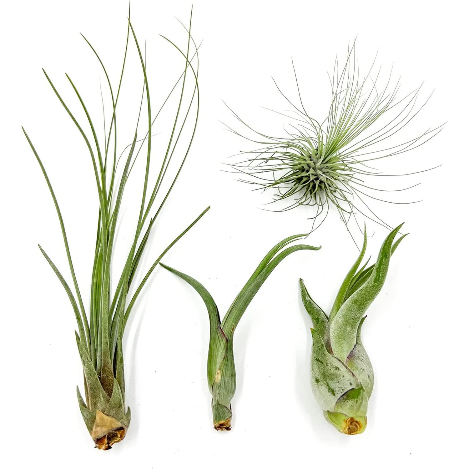 【みぃこどん】Tillandsia 4点セット Image1-2023-07-17T103804.