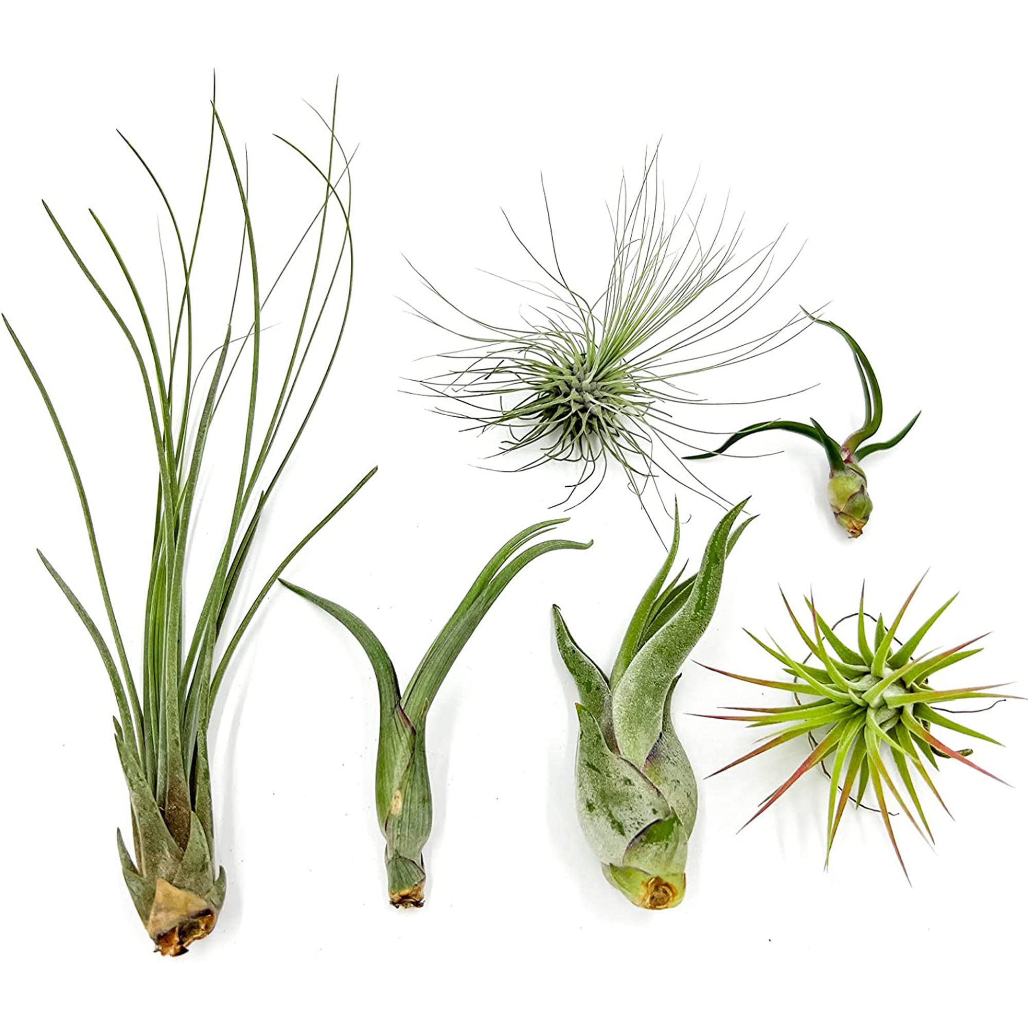 Tillandsia Variety Pack Regular