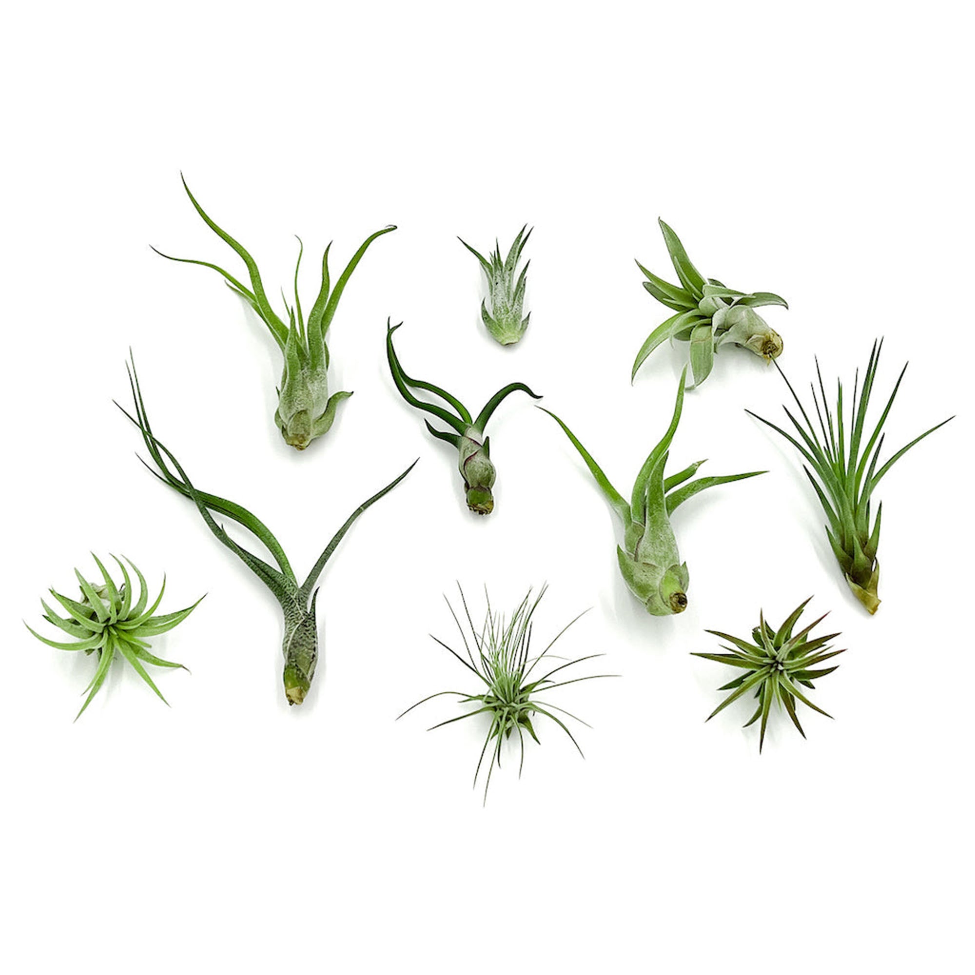 Tillandsia Variety Pack Regular