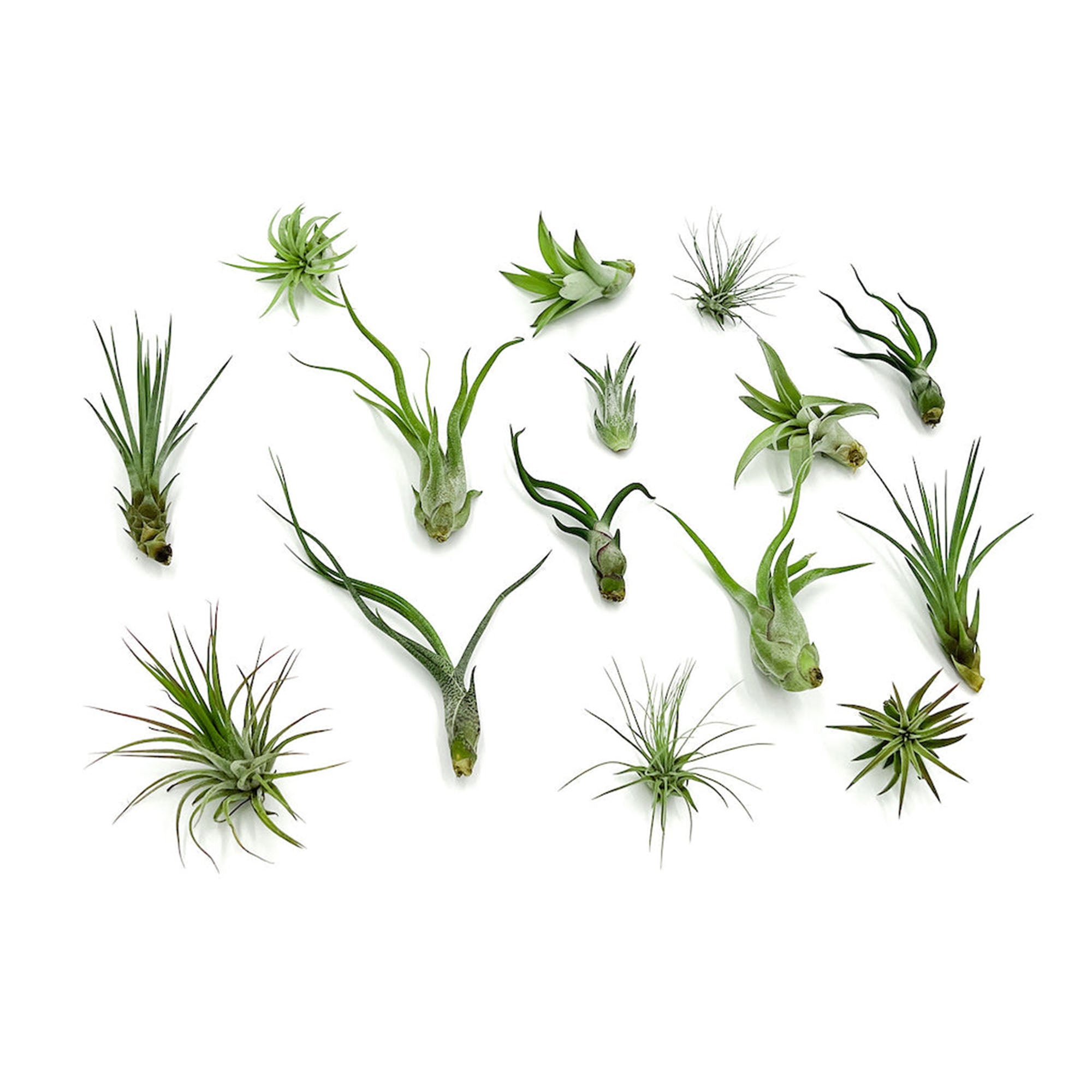 Tillandsia Variety Pack Regular