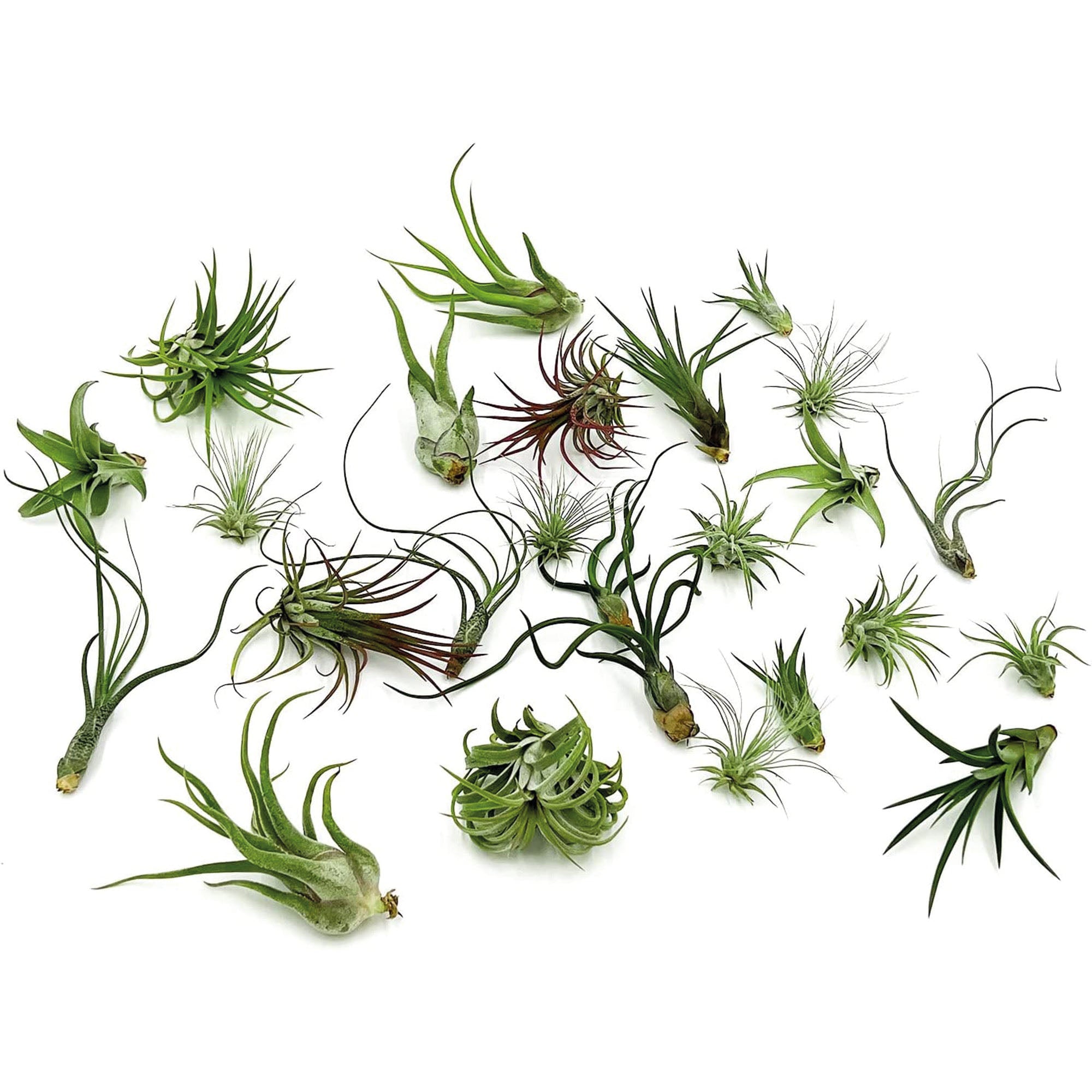 Tillandsia Variety Pack Regular