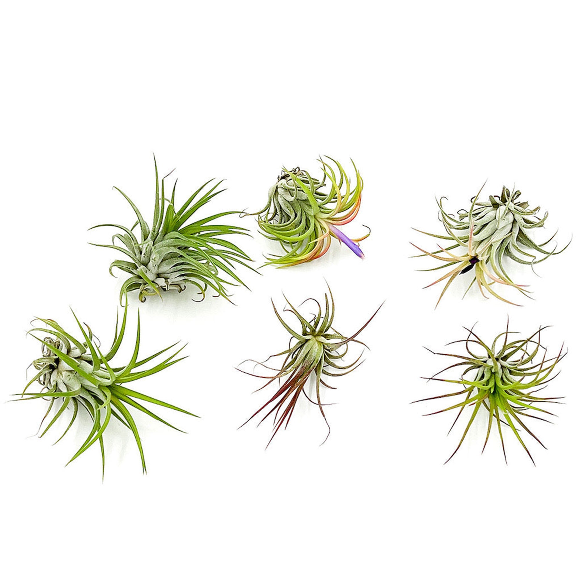 Tillandsia Ionantha Variety