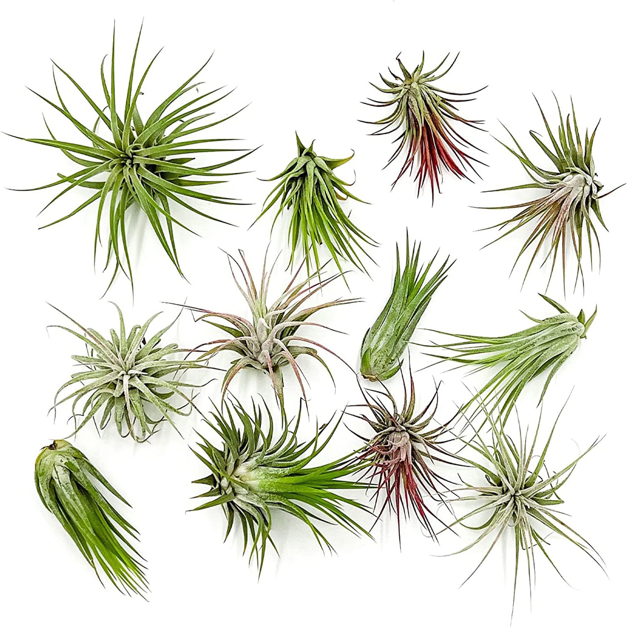 Tillandsia Ionantha Variety