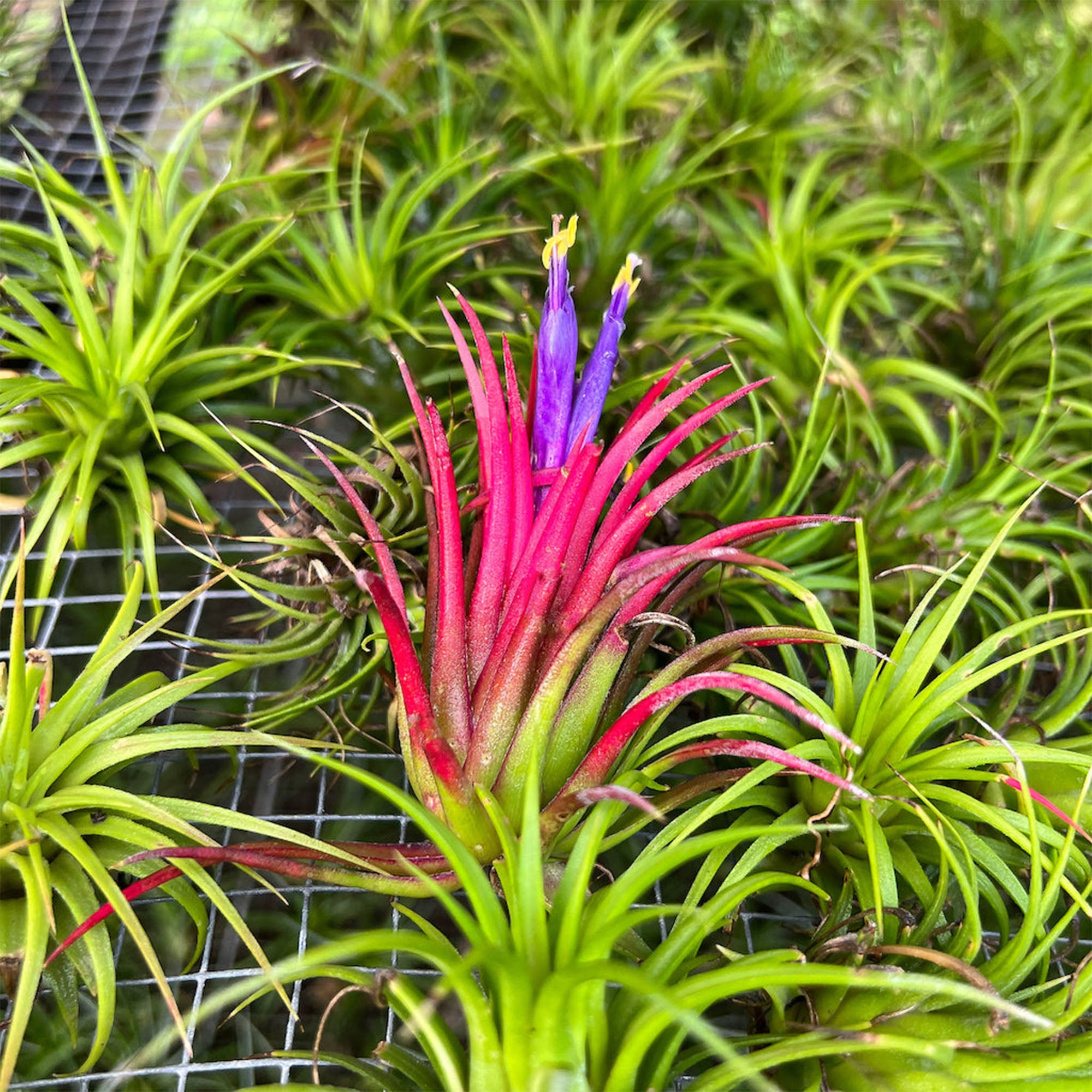 Tillandsia Ionantha Variety