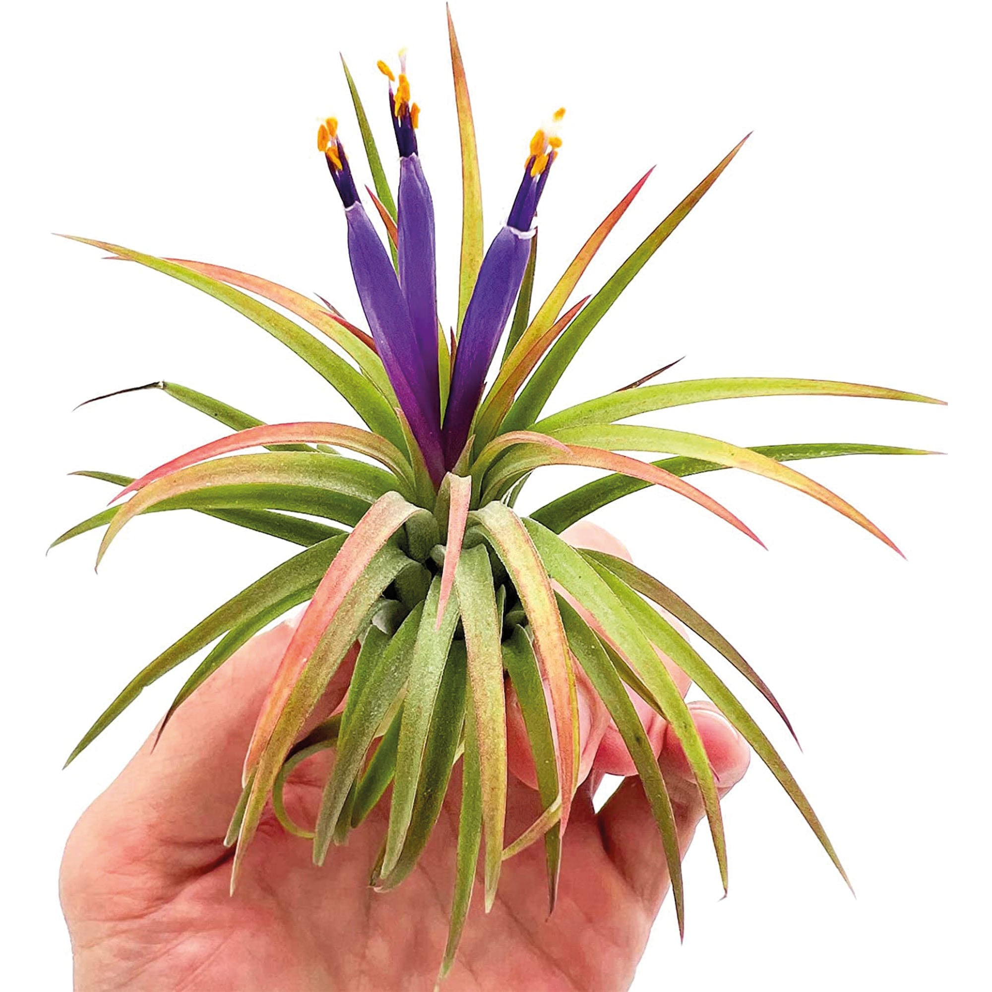 Tillandsia Ionantha Variety