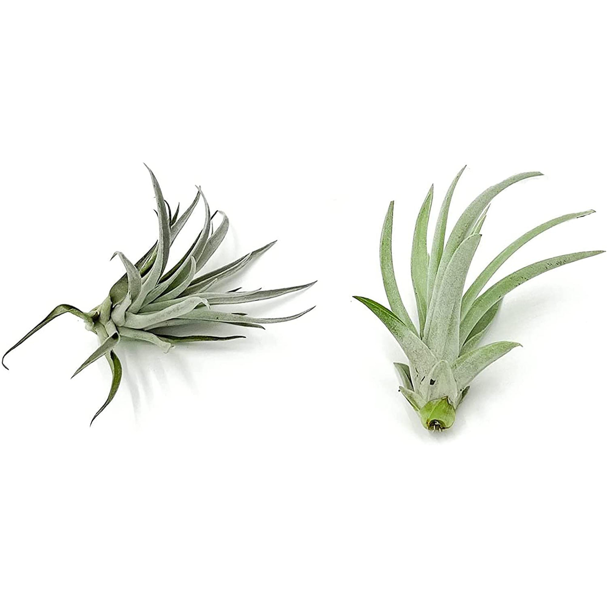 Tillandsia Variety Pack Large