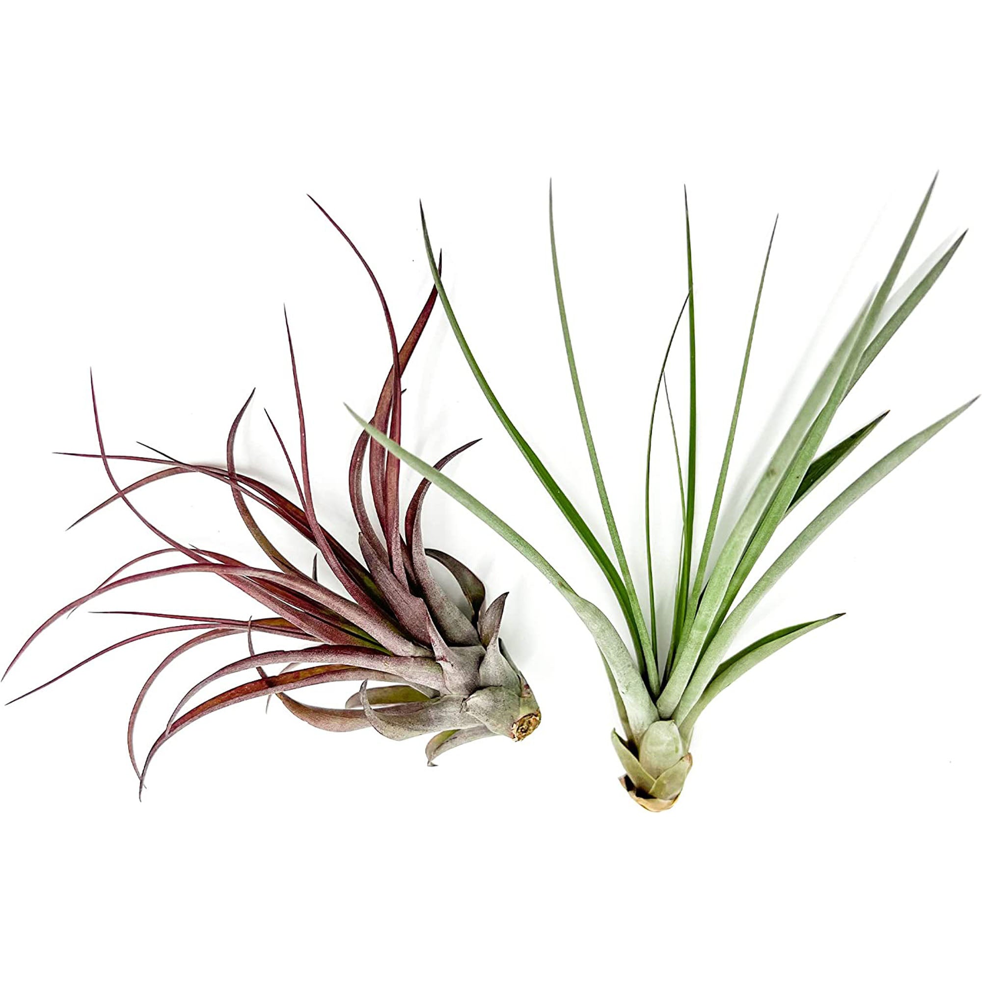 Tillandsia Variety Pack Jumbo