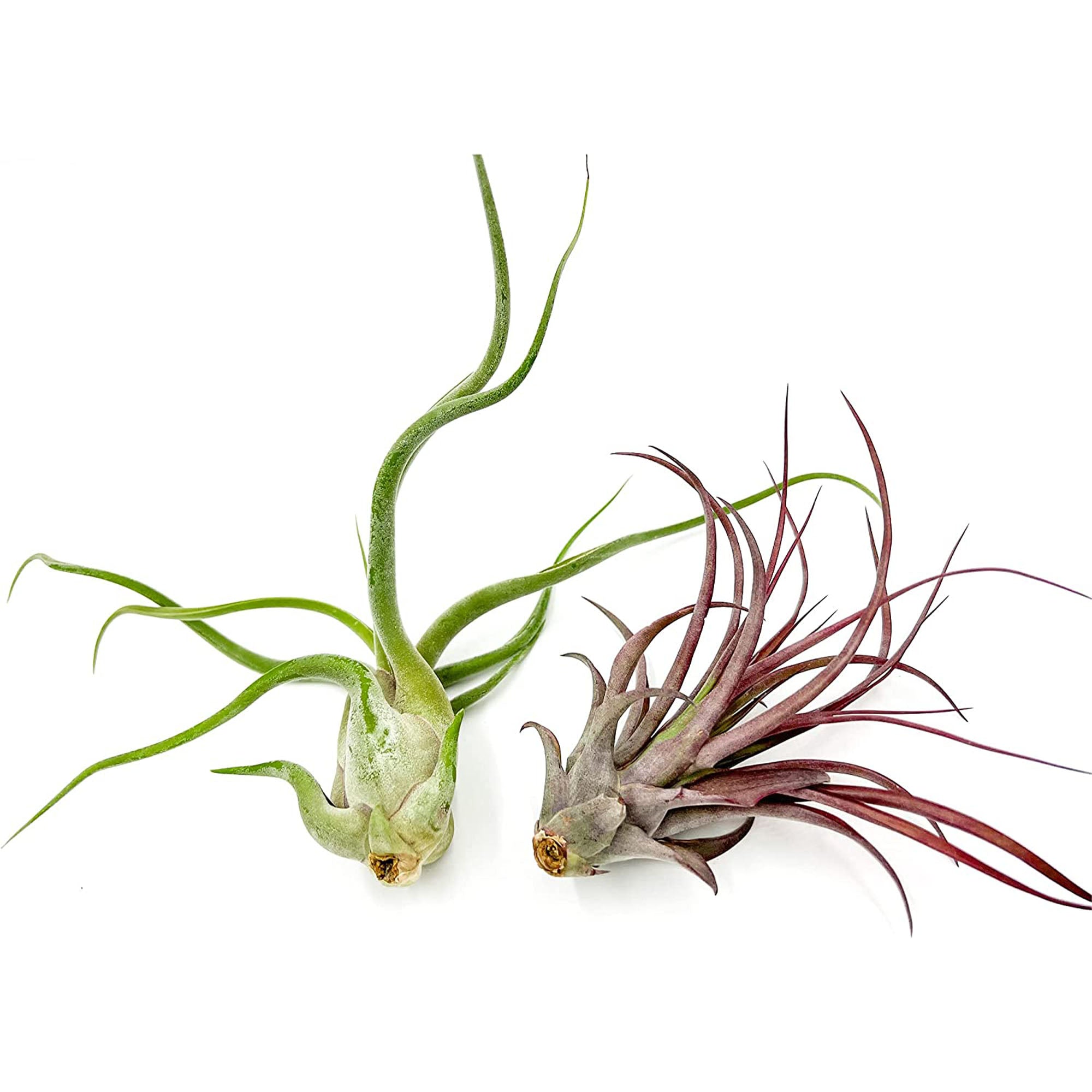 Tillandsia Variety Pack Jumbo