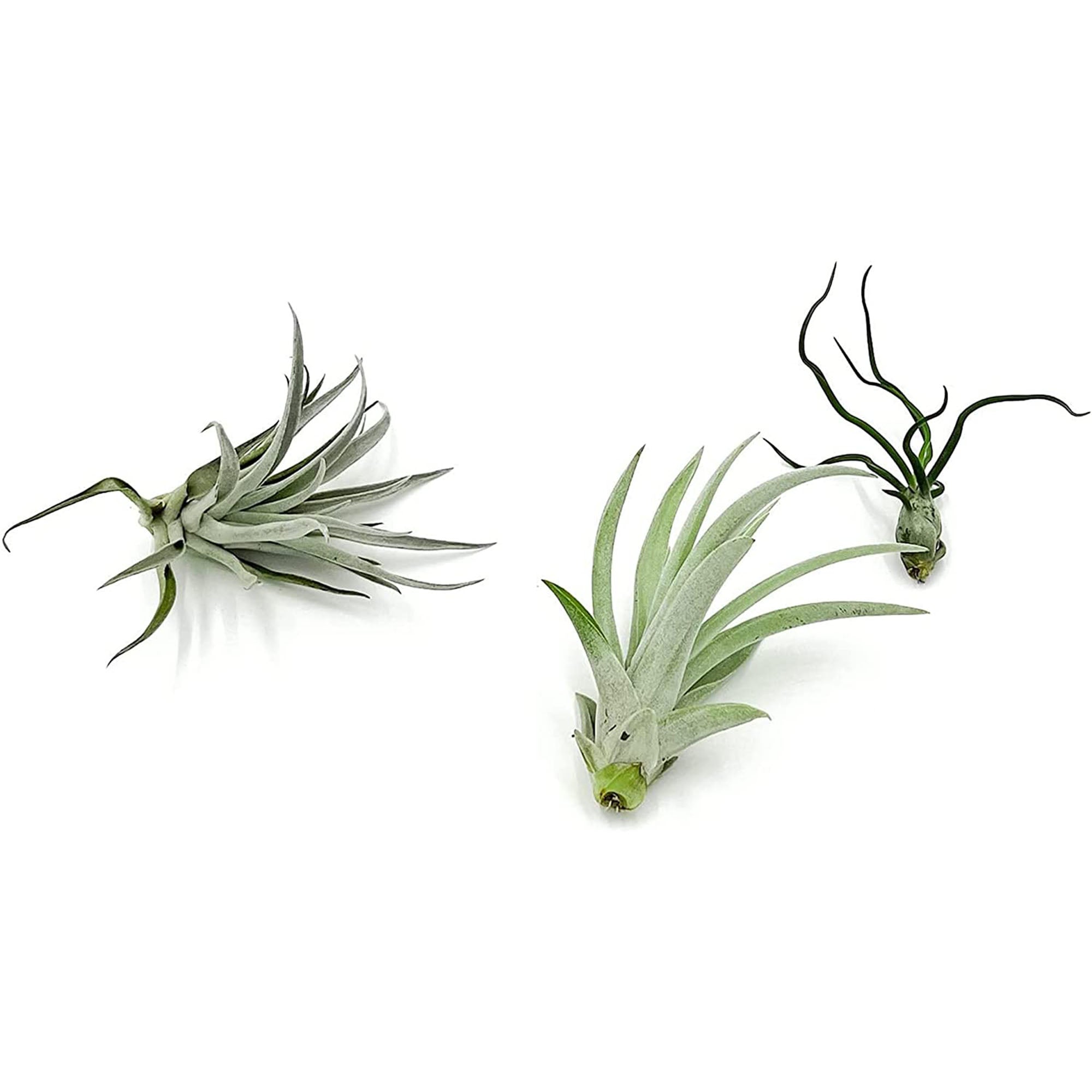 Tillandsia Variety Pack Large