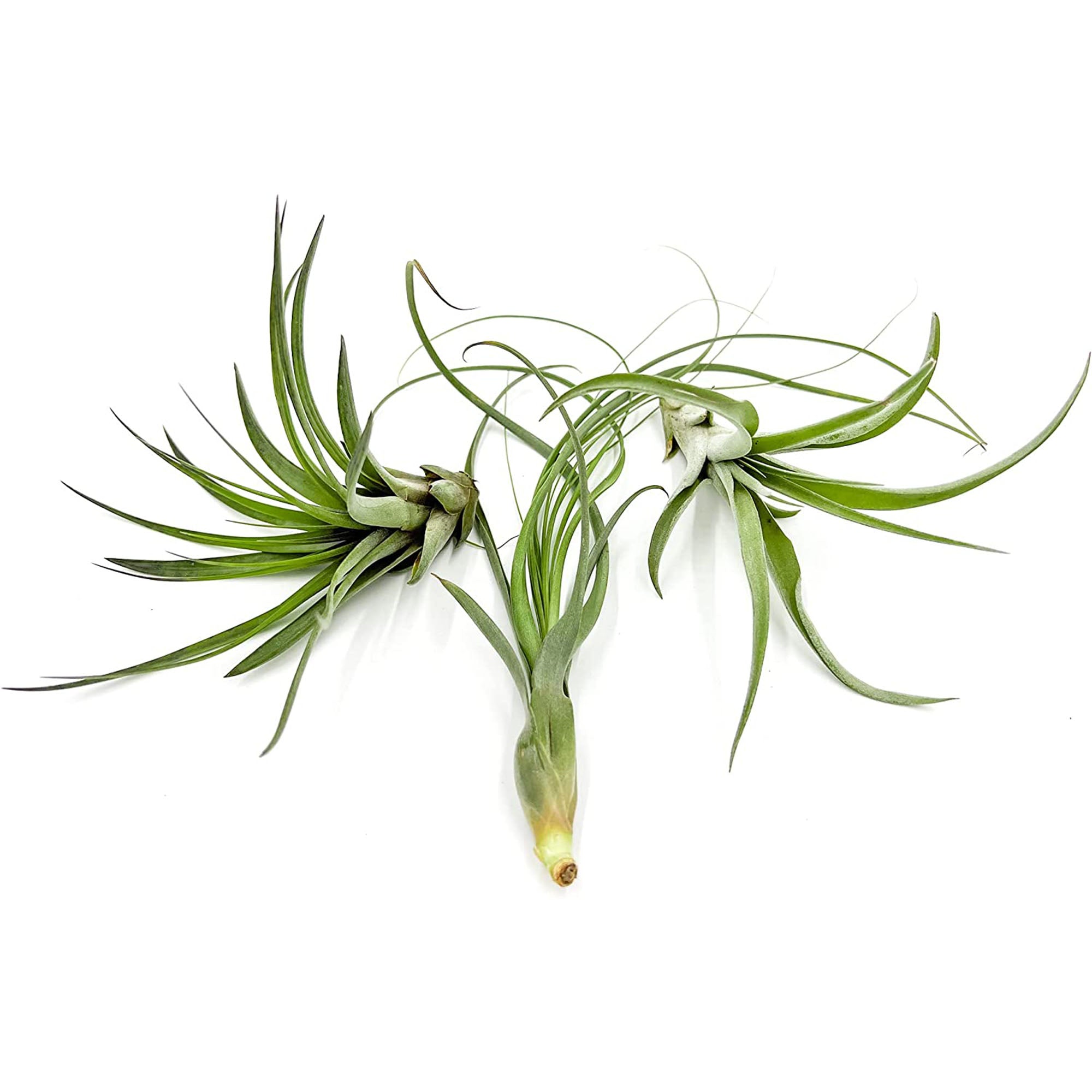 Tillandsia Variety Pack Large