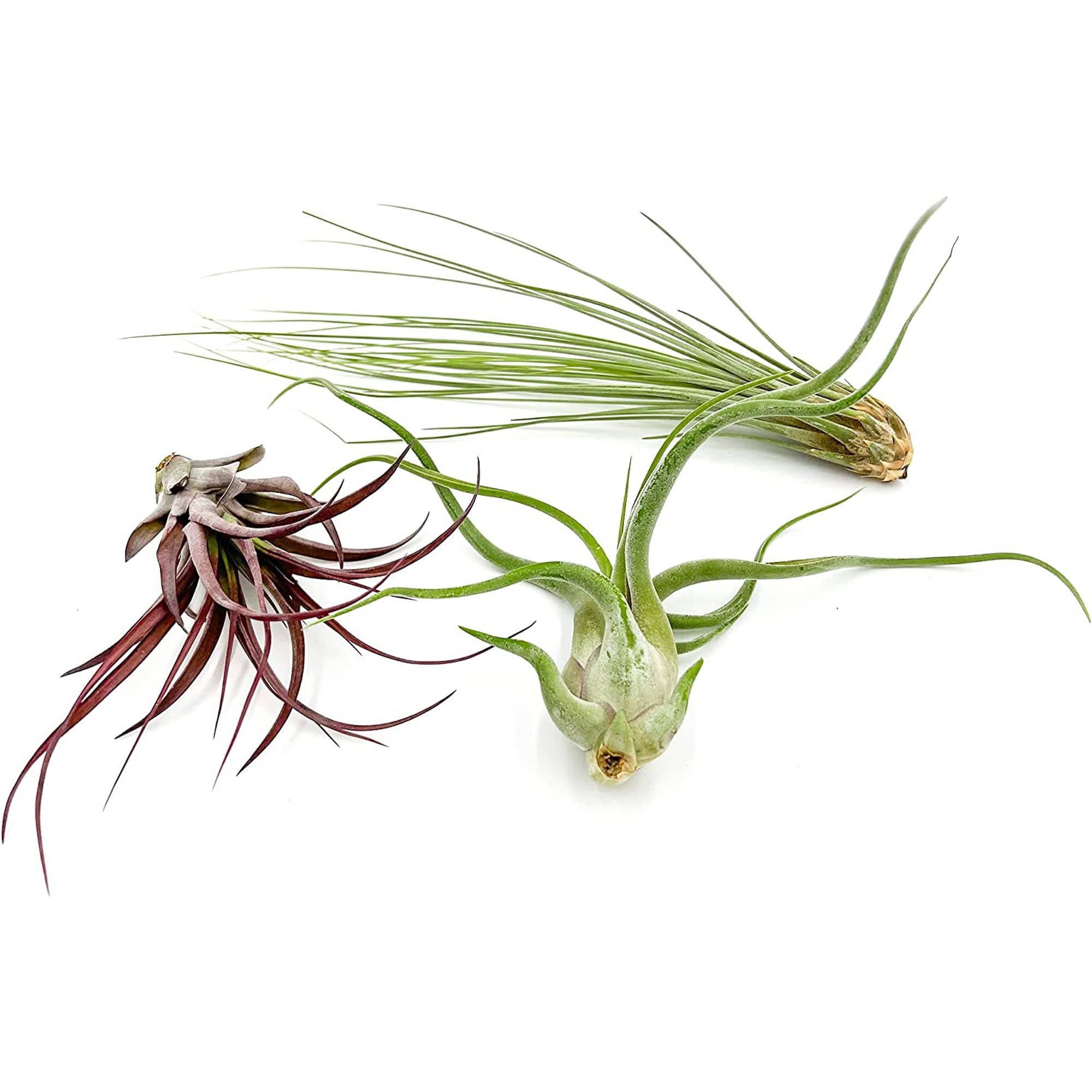 Tillandsia Variety Pack Jumbo