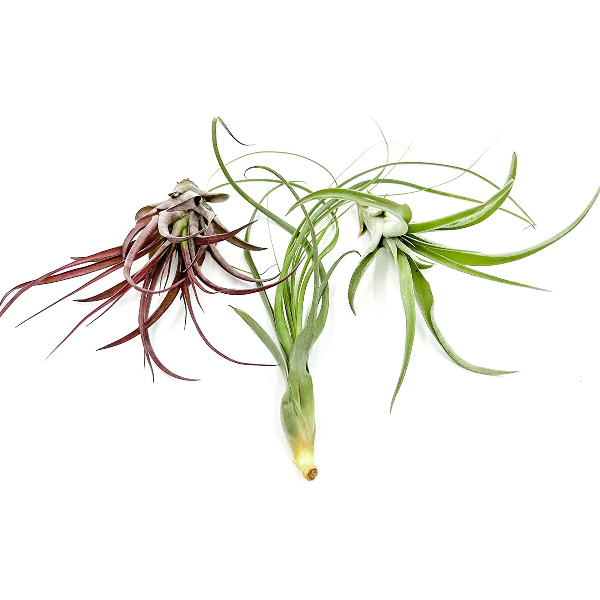 Tillandsia Variety Pack Jumbo