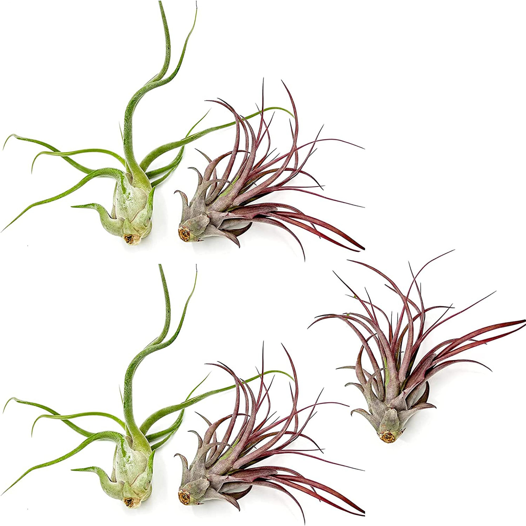 Tillandsia Variety Pack Jumbo