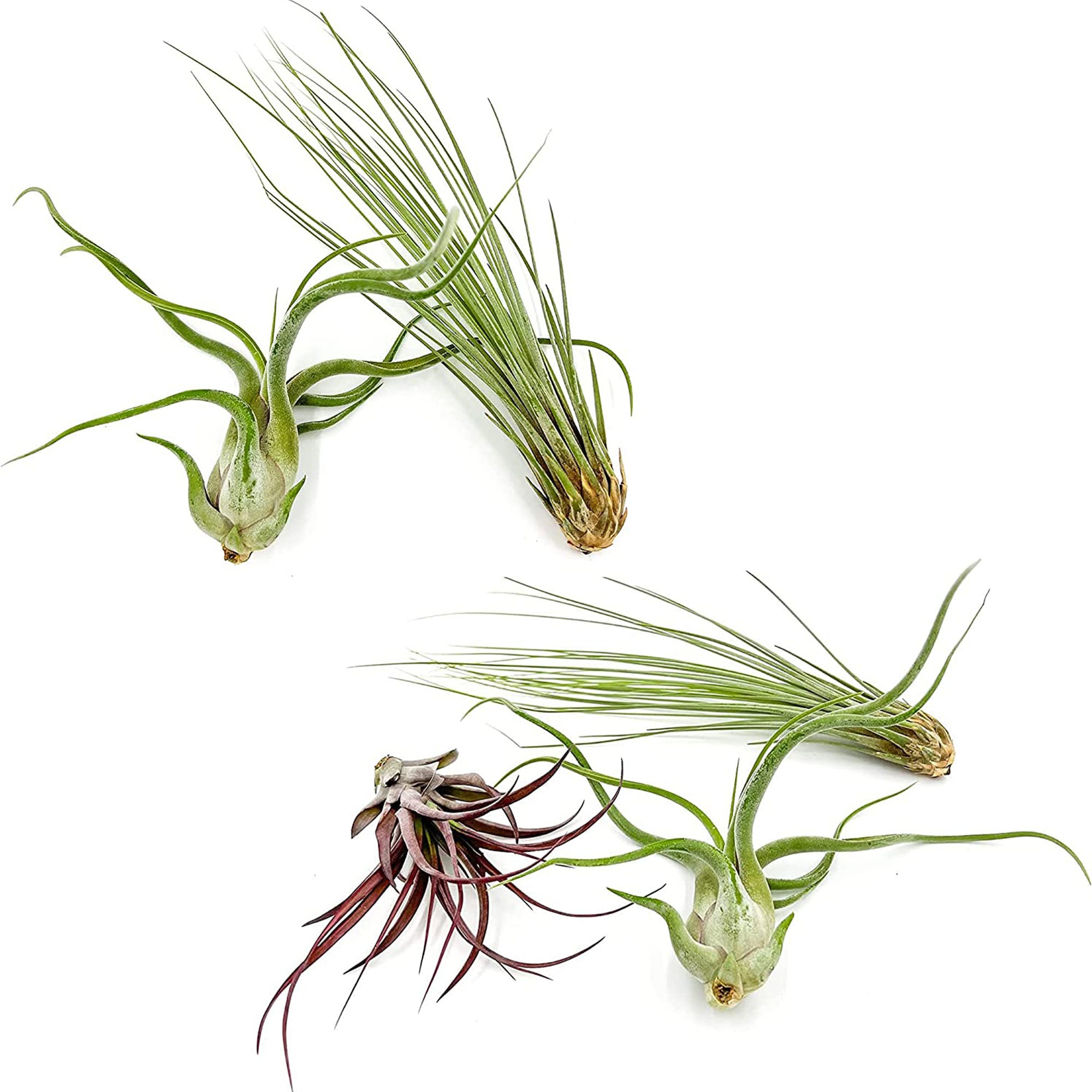 Tillandsia Variety Pack Jumbo