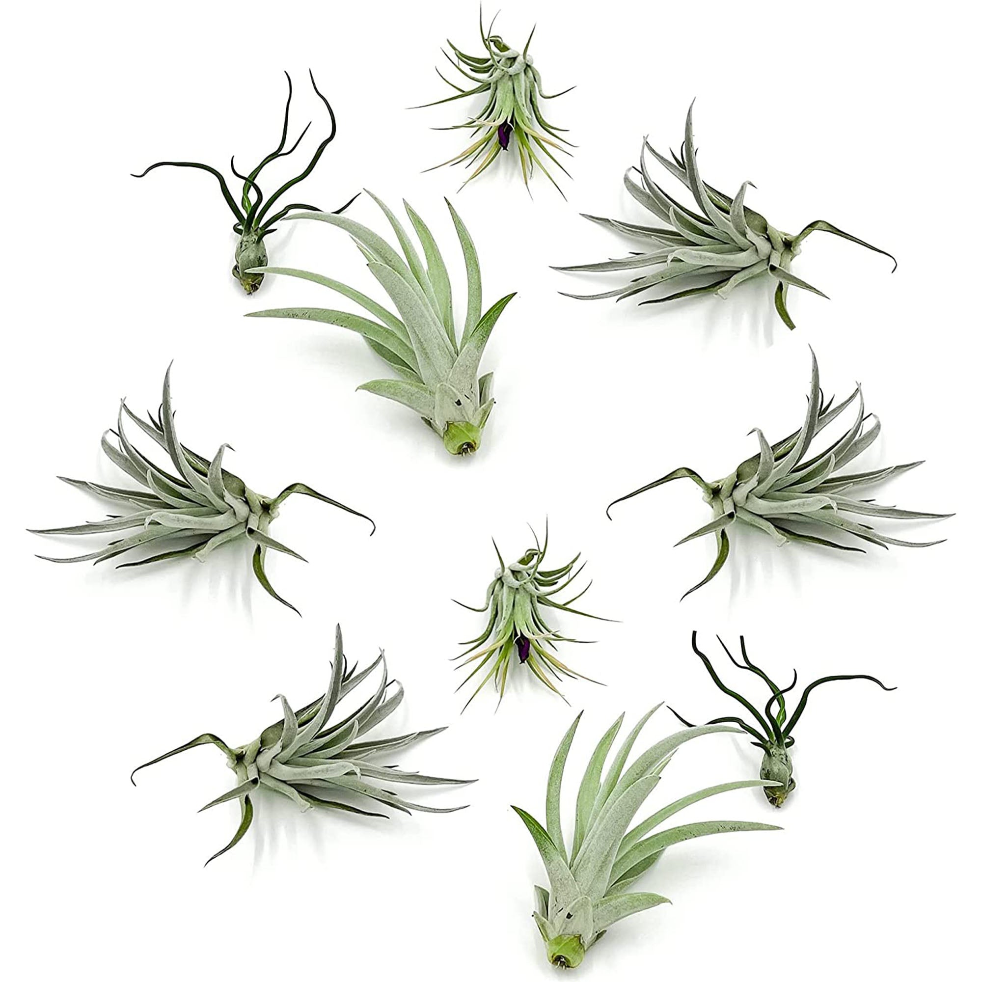 Tillandsia Variety Pack Large