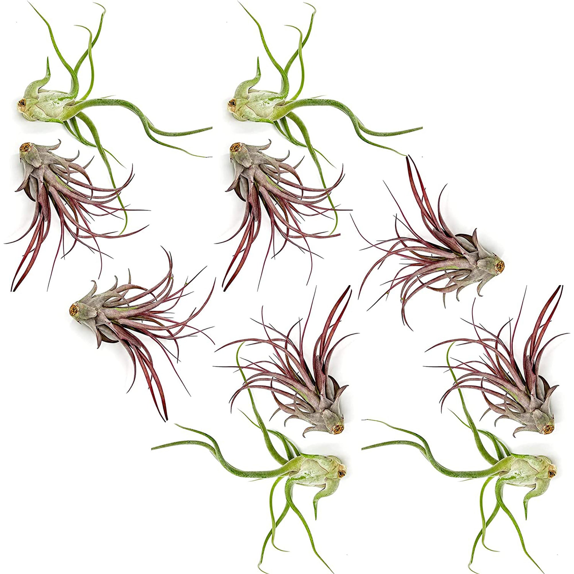 Tillandsia Variety Pack Jumbo