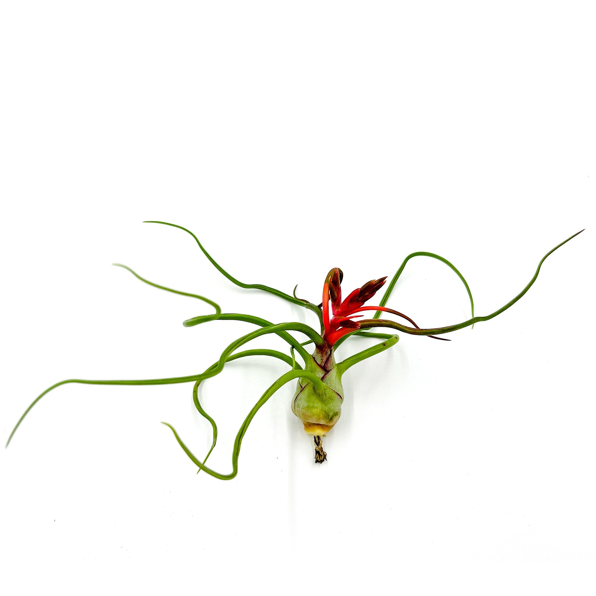 Flowering Tillandsia Bulbosa