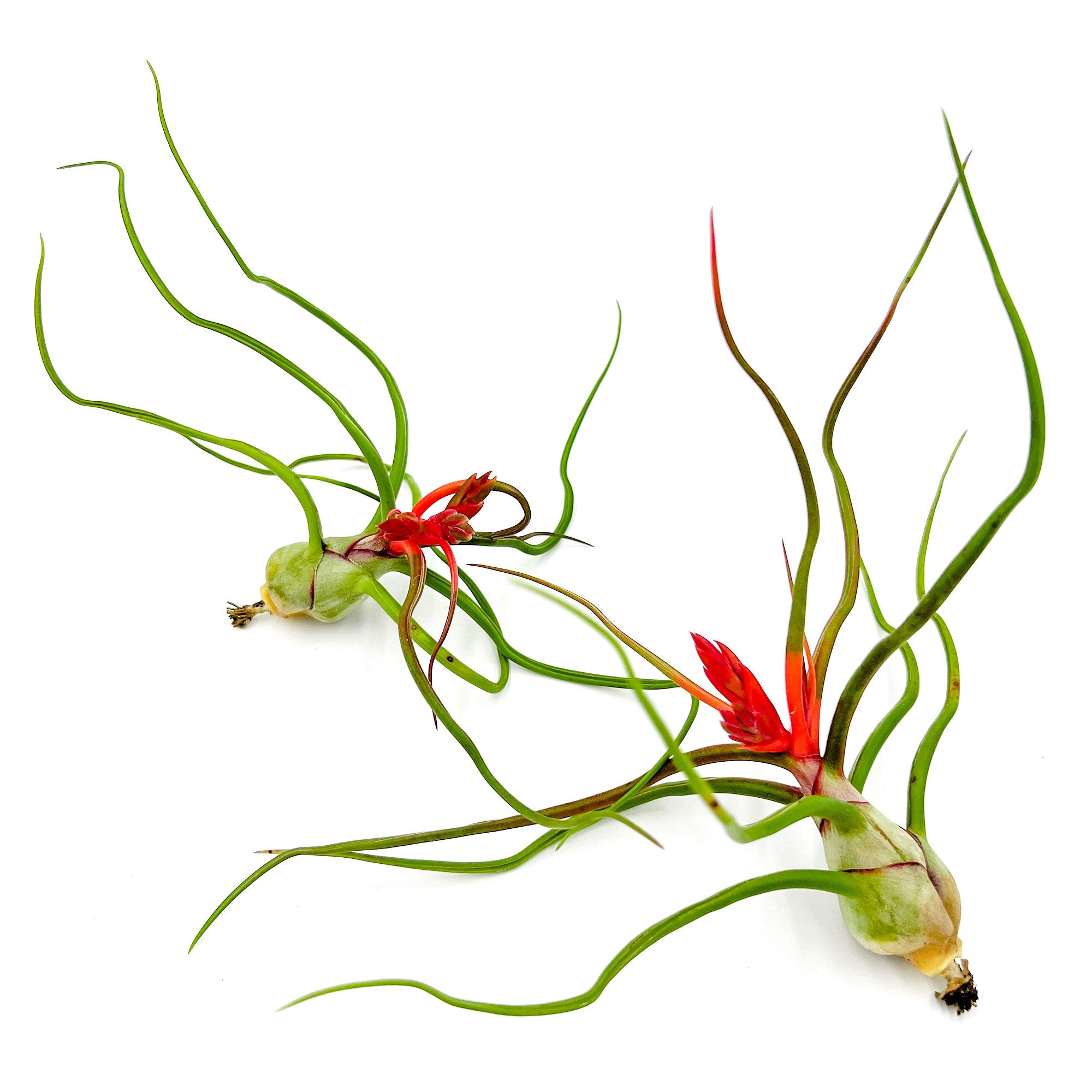 Flowering Tillandsia Bulbosa