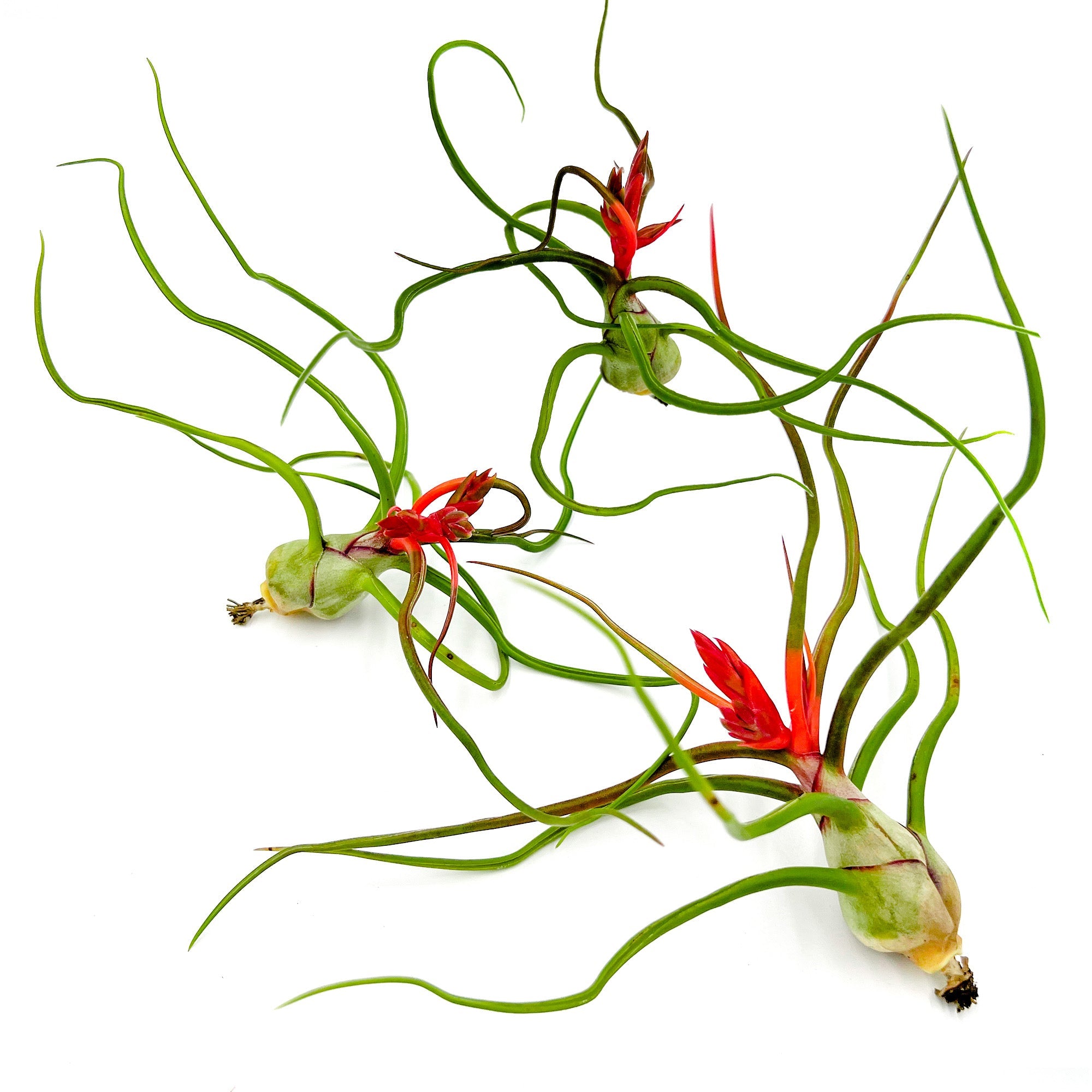 Flowering Tillandsia Bulbosa