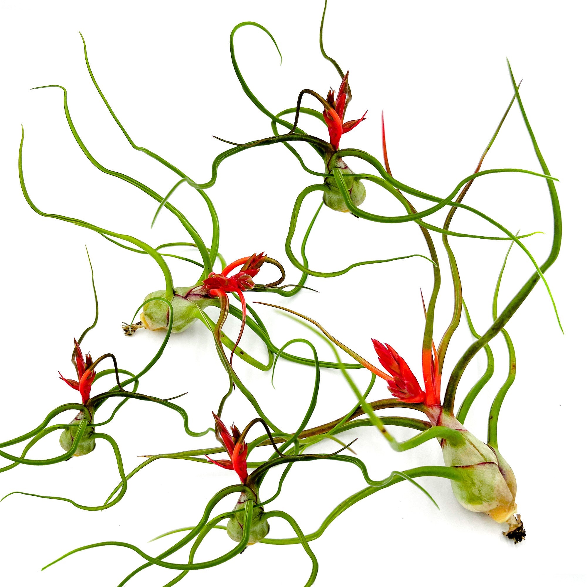 Flowering Tillandsia Bulbosa