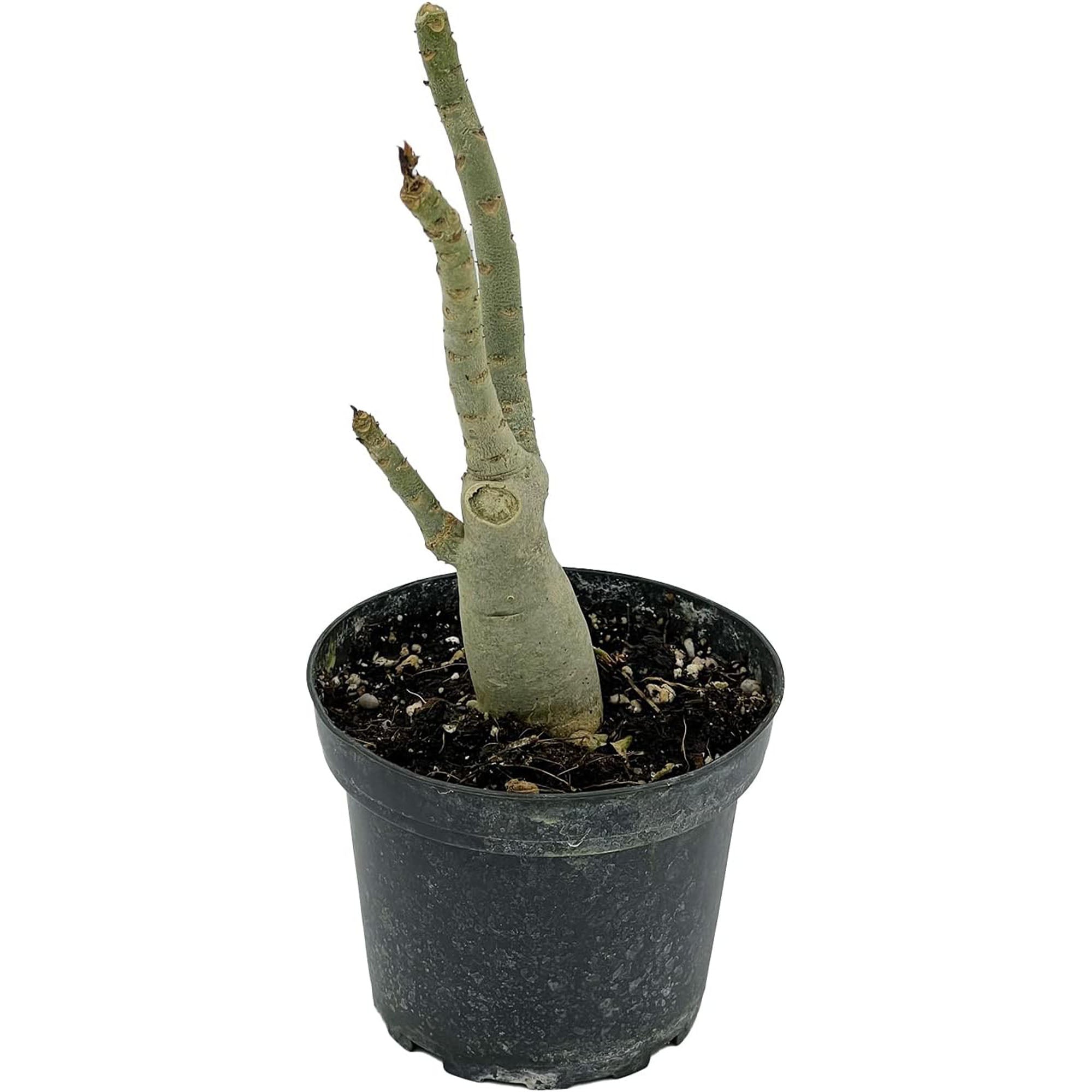 Adenium Obesum Desert Rose Plug