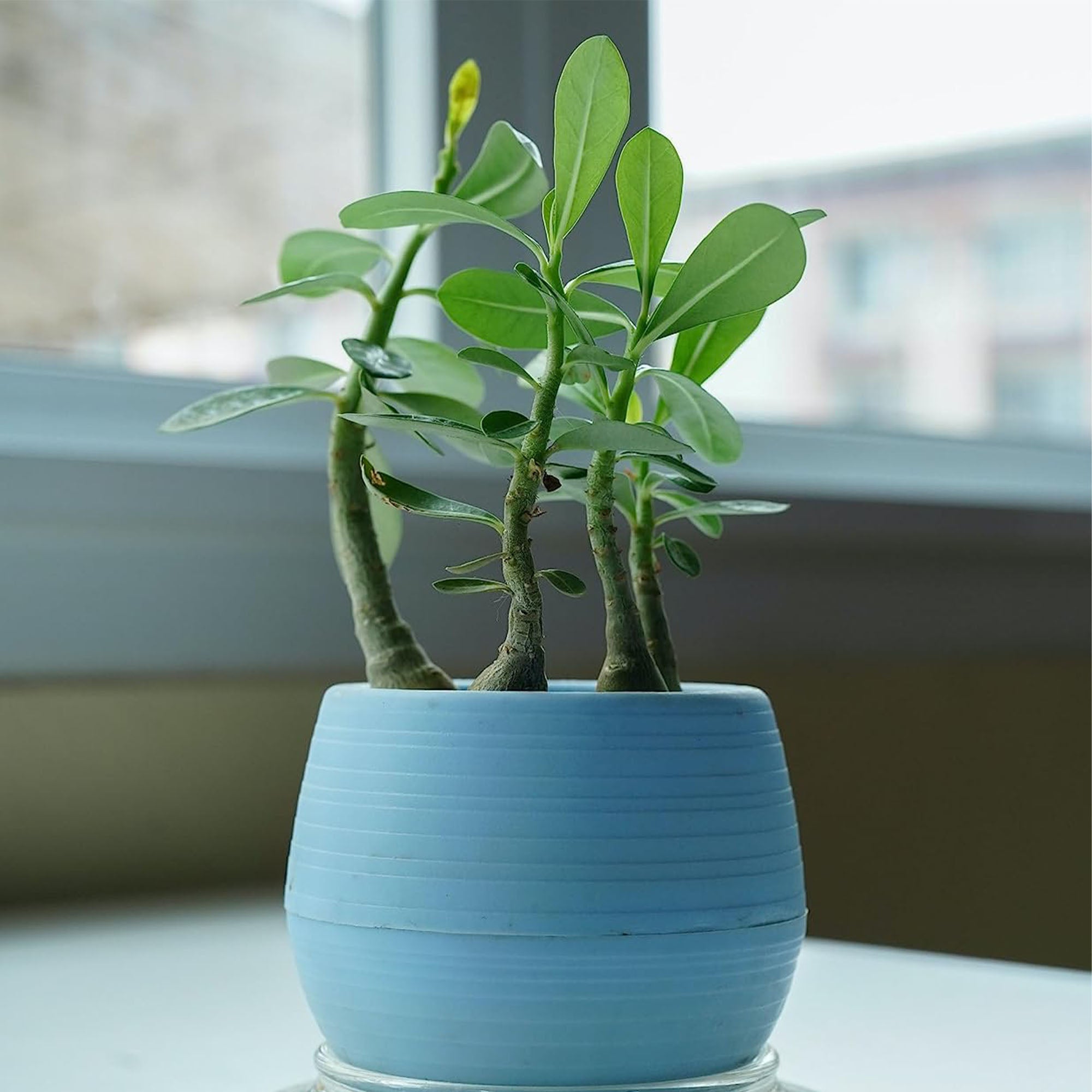 Adenium Obesum Desert Rose Plug