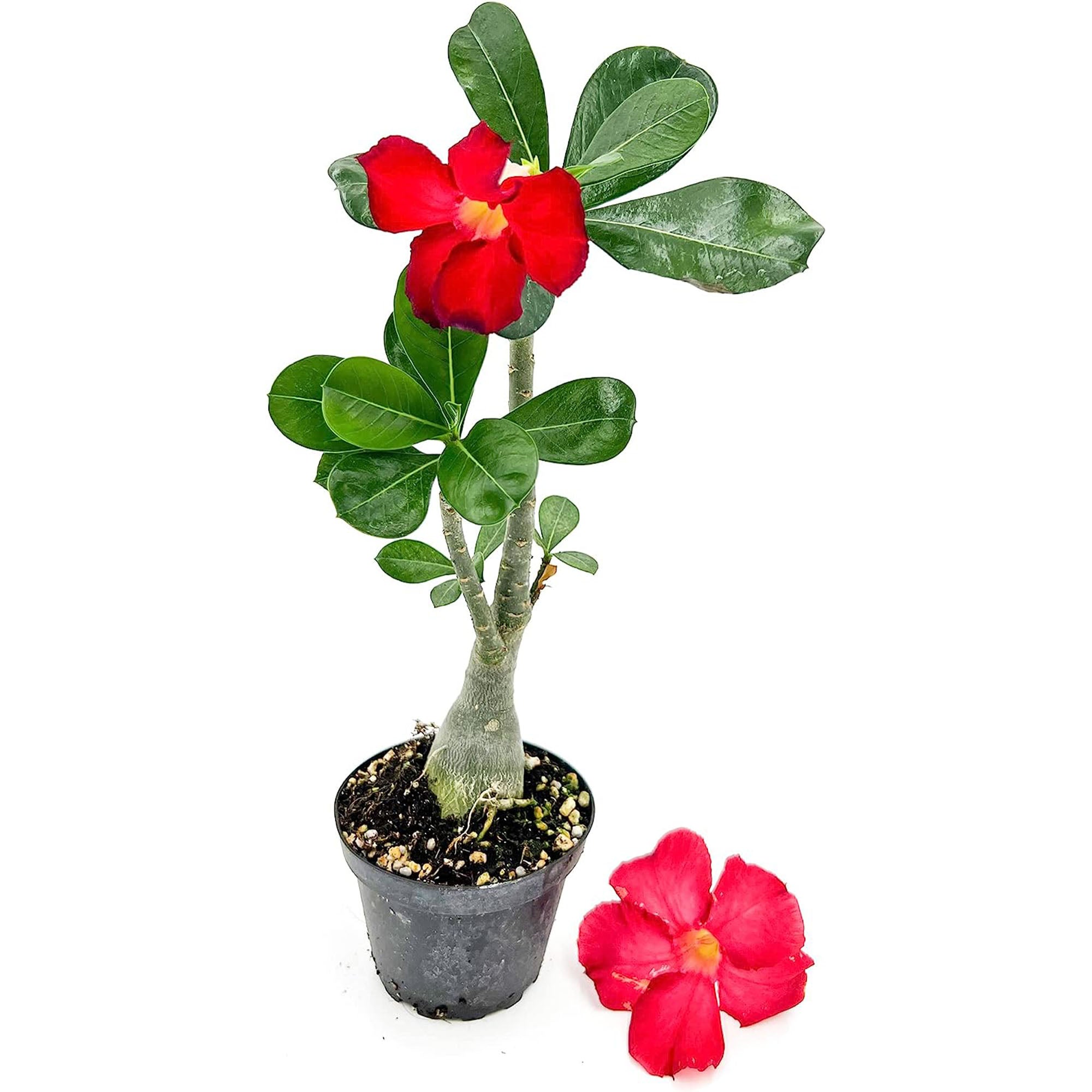 succulents box adenium obesum desert rose Adenium Obesum Desert Rose Potted