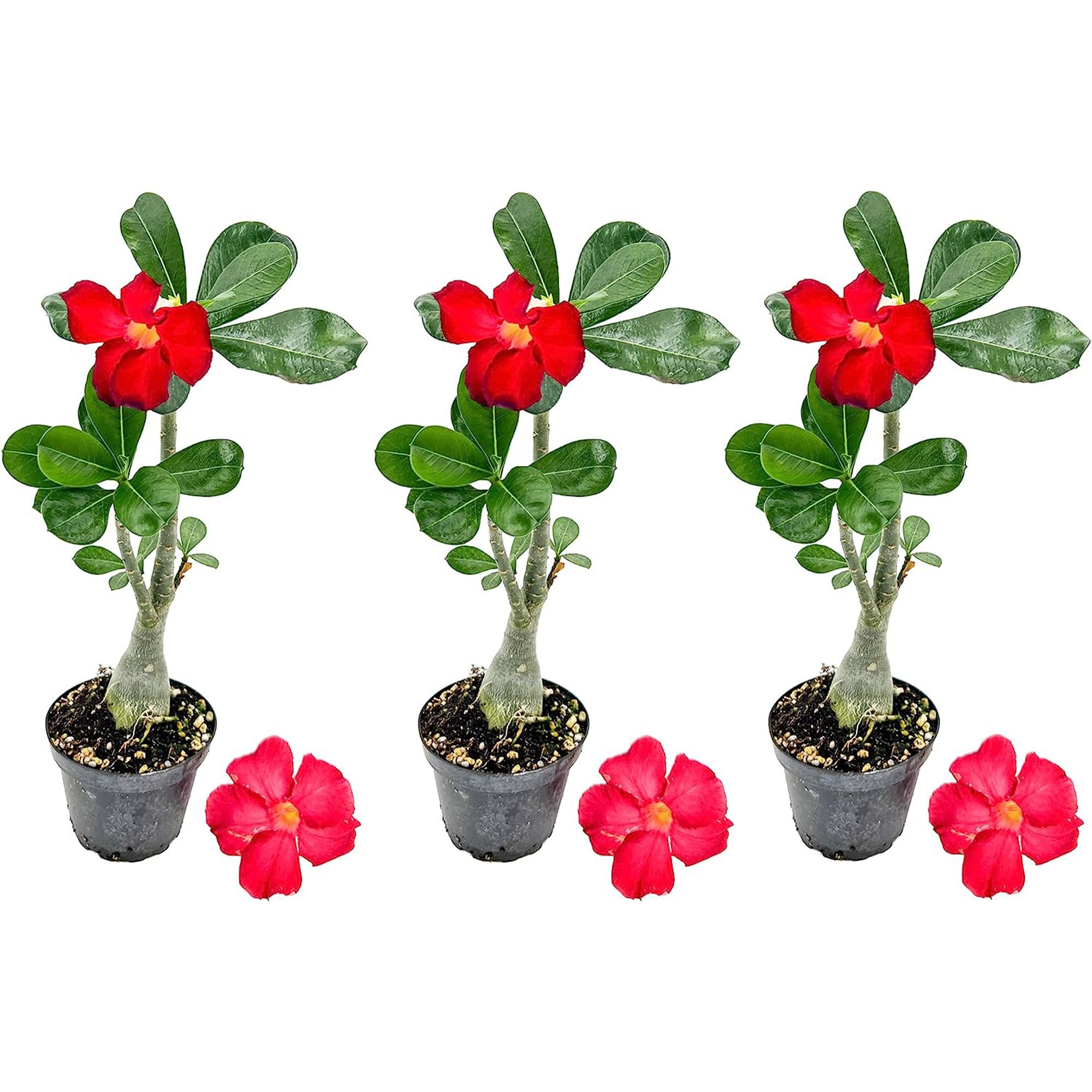 Adenium Obesum Desert Rose Potted