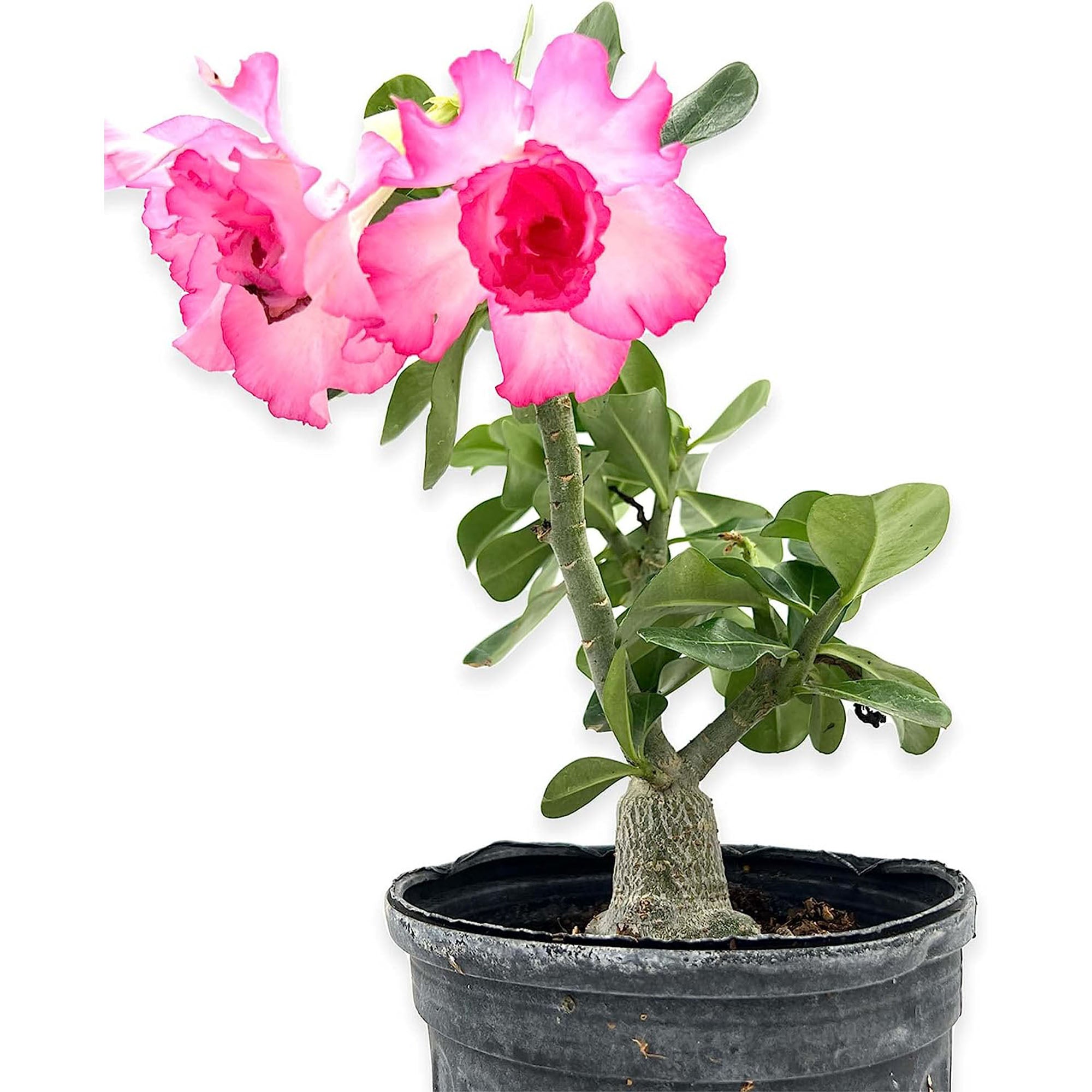 Adenium Obesum Desert Rose Potted