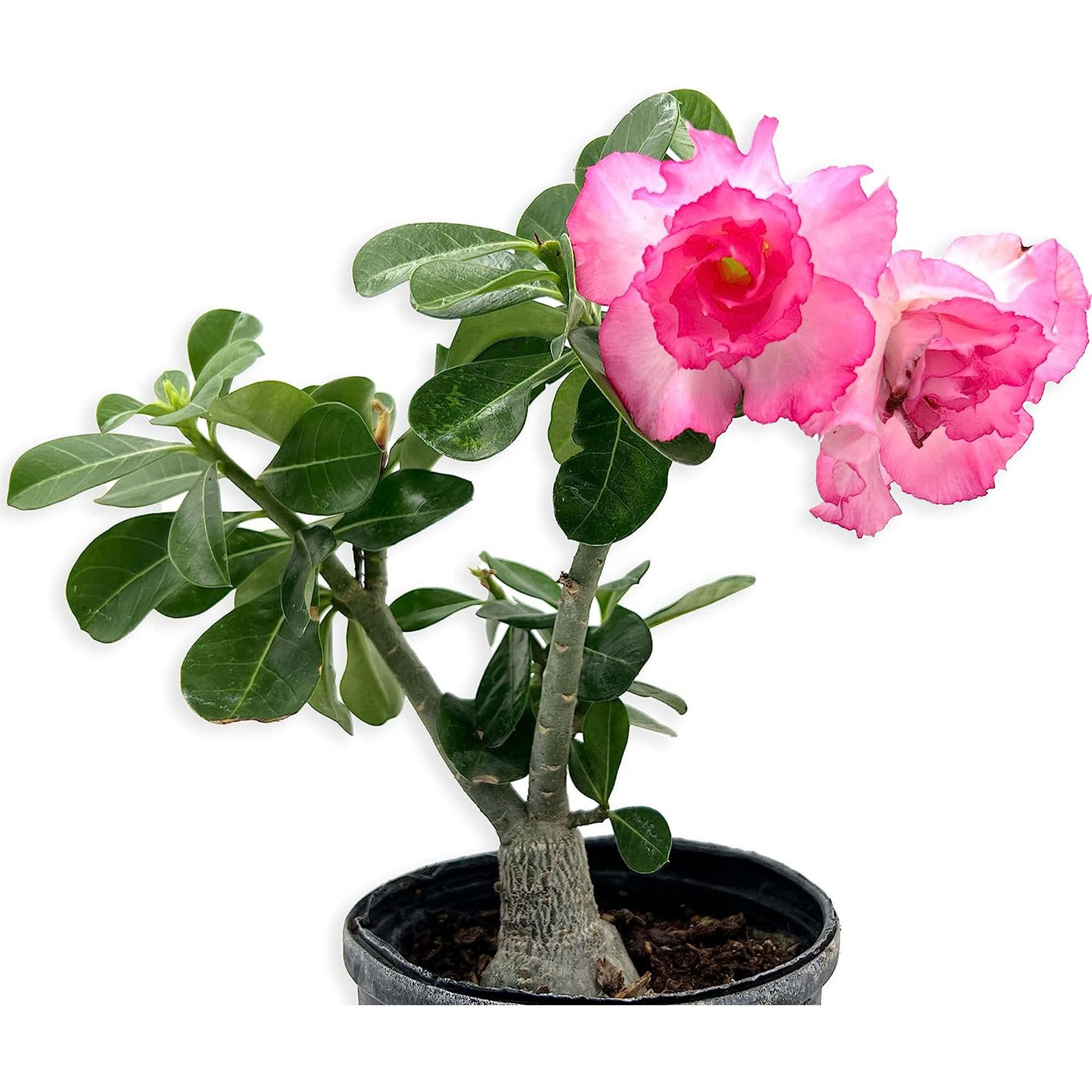 Adenium Obesum Desert Rose Potted