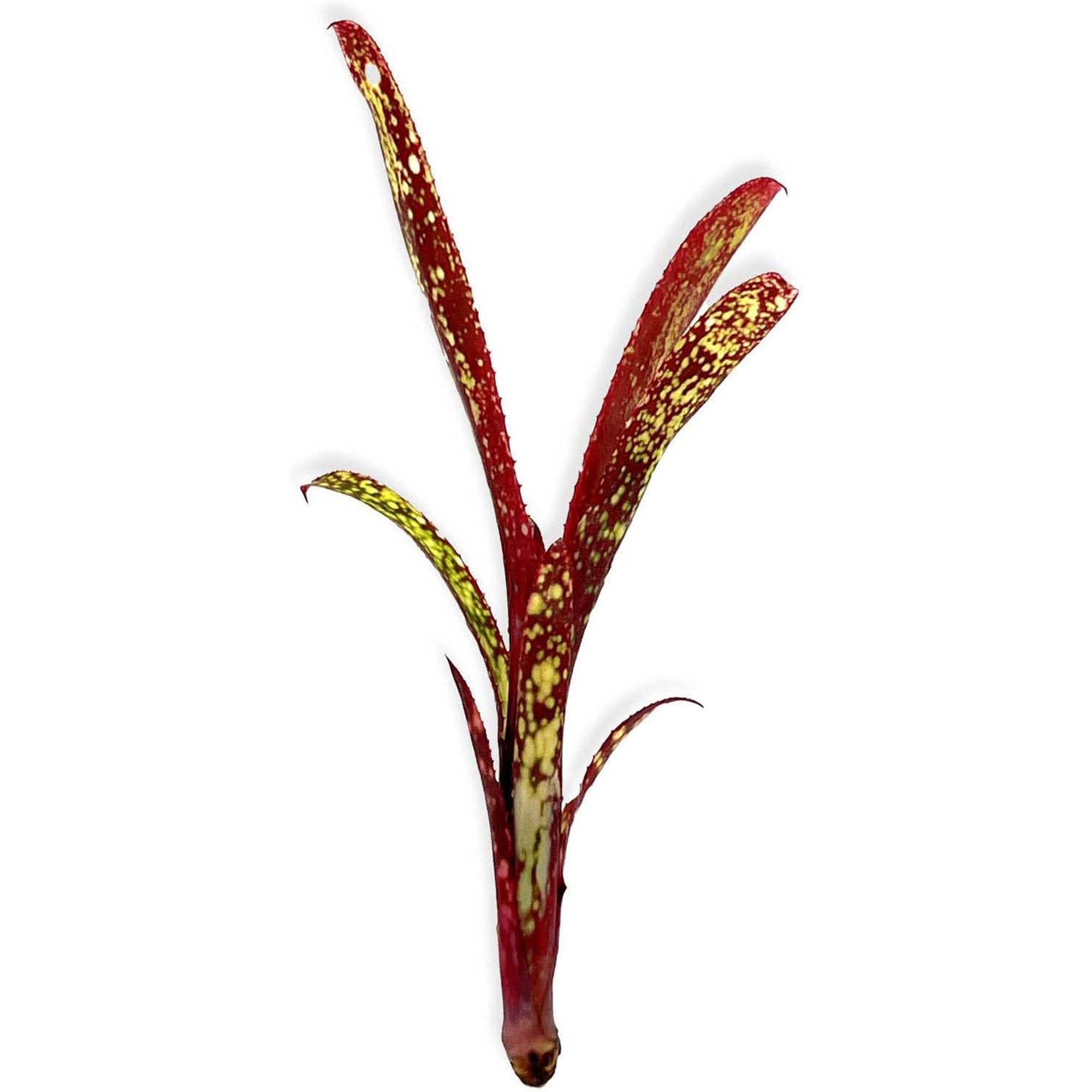 Bromeliad Billbergia Bare Root Giant