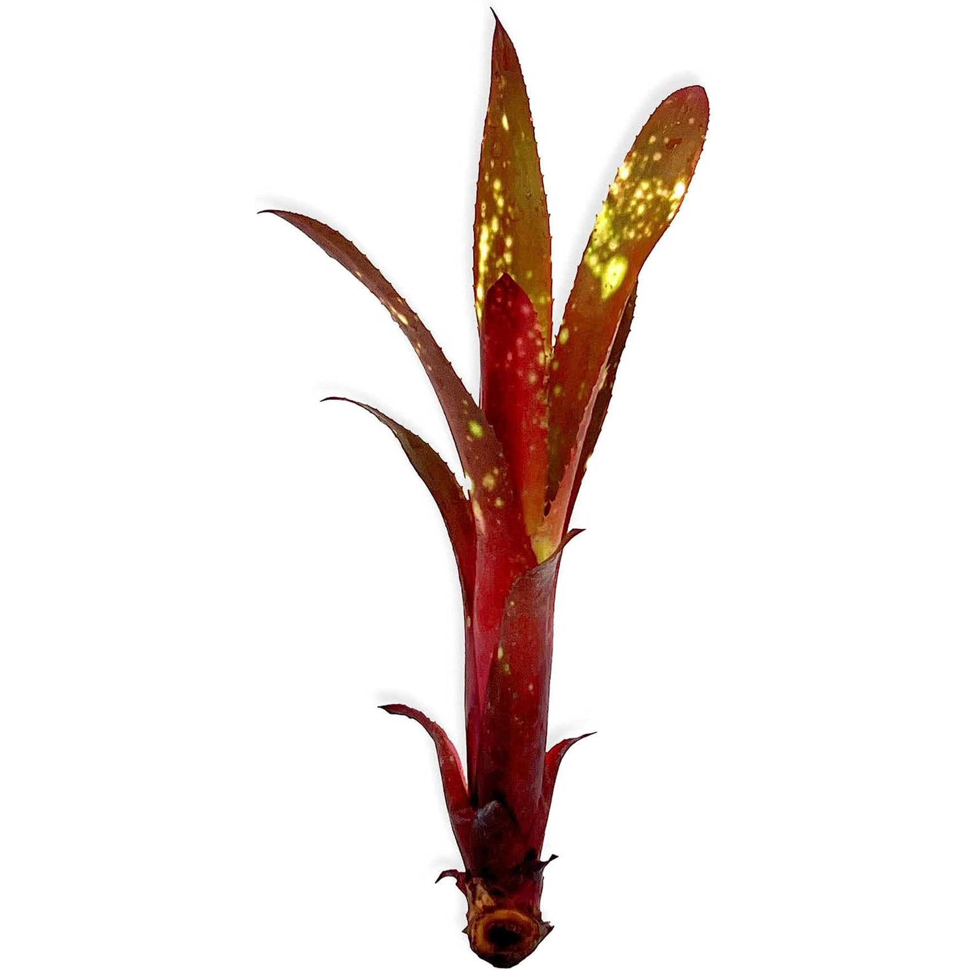 Bromeliad Billbergia Bare Root Giant