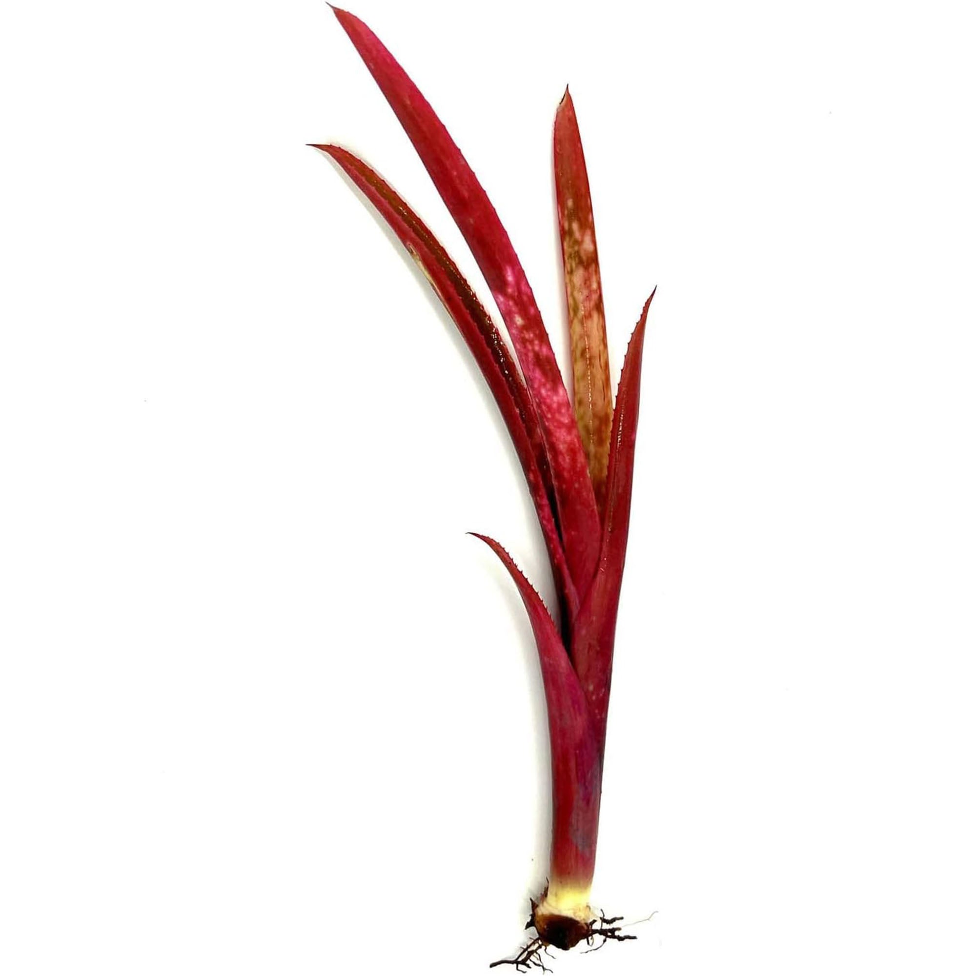 Bromeliad Billbergia Bare Root Giant