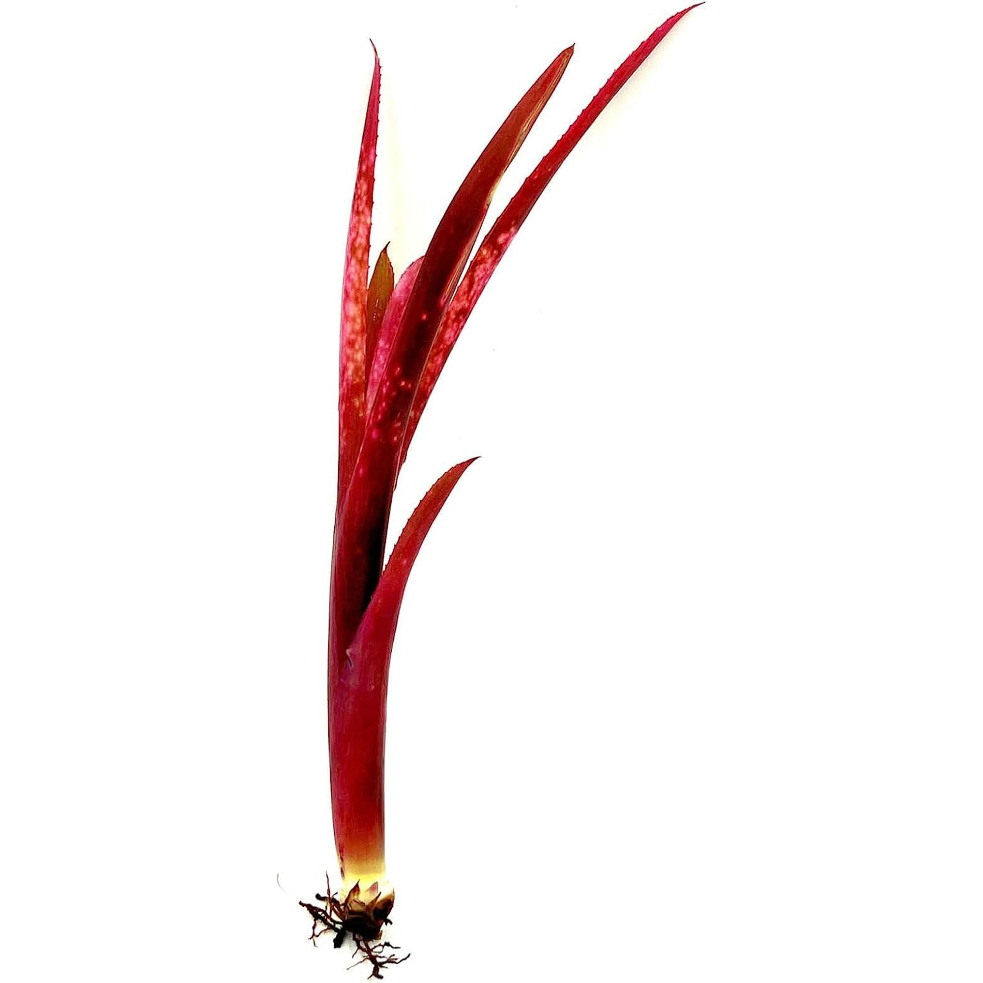 Bromeliad Billbergia Tengee