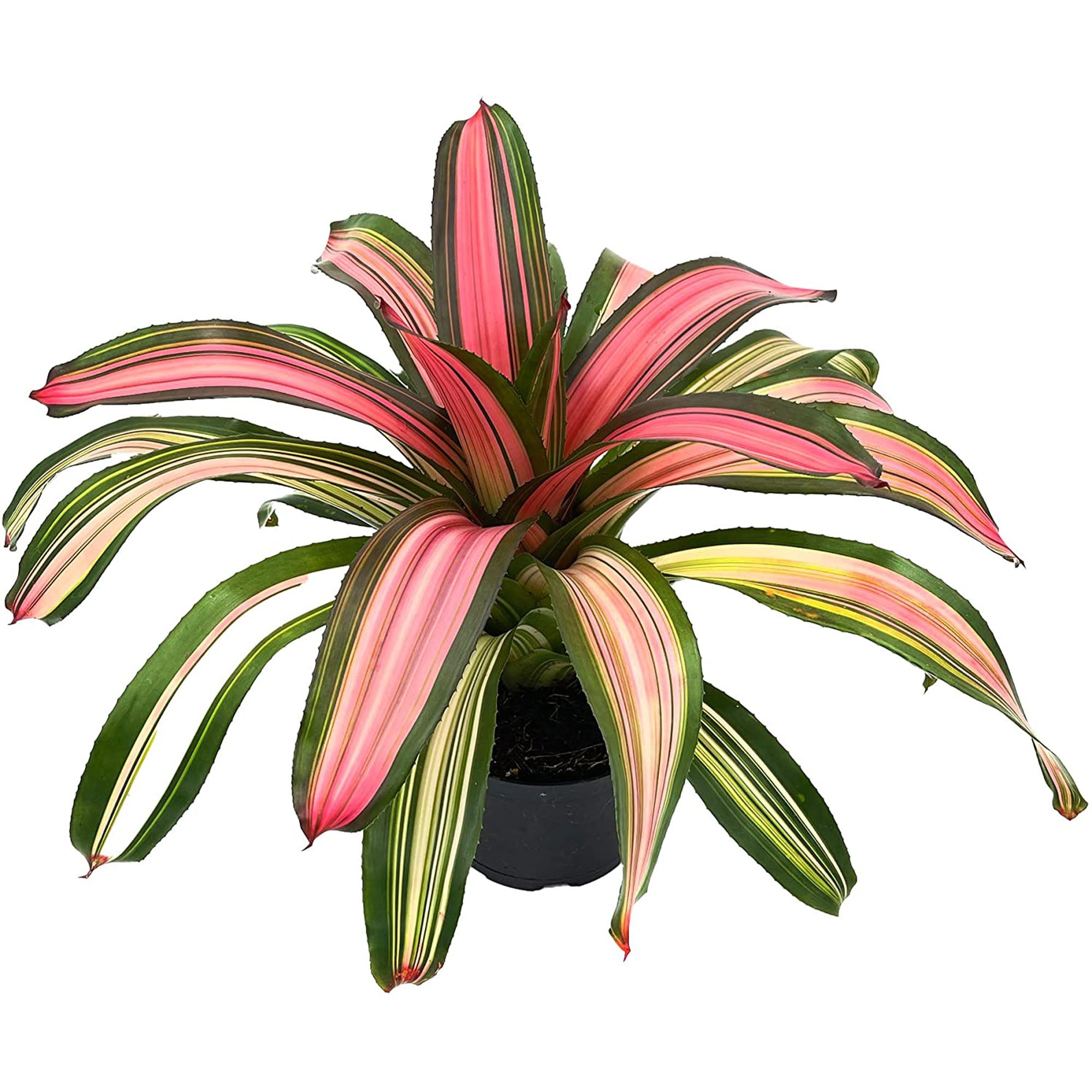 Bromeliad Neoregelia Minerva