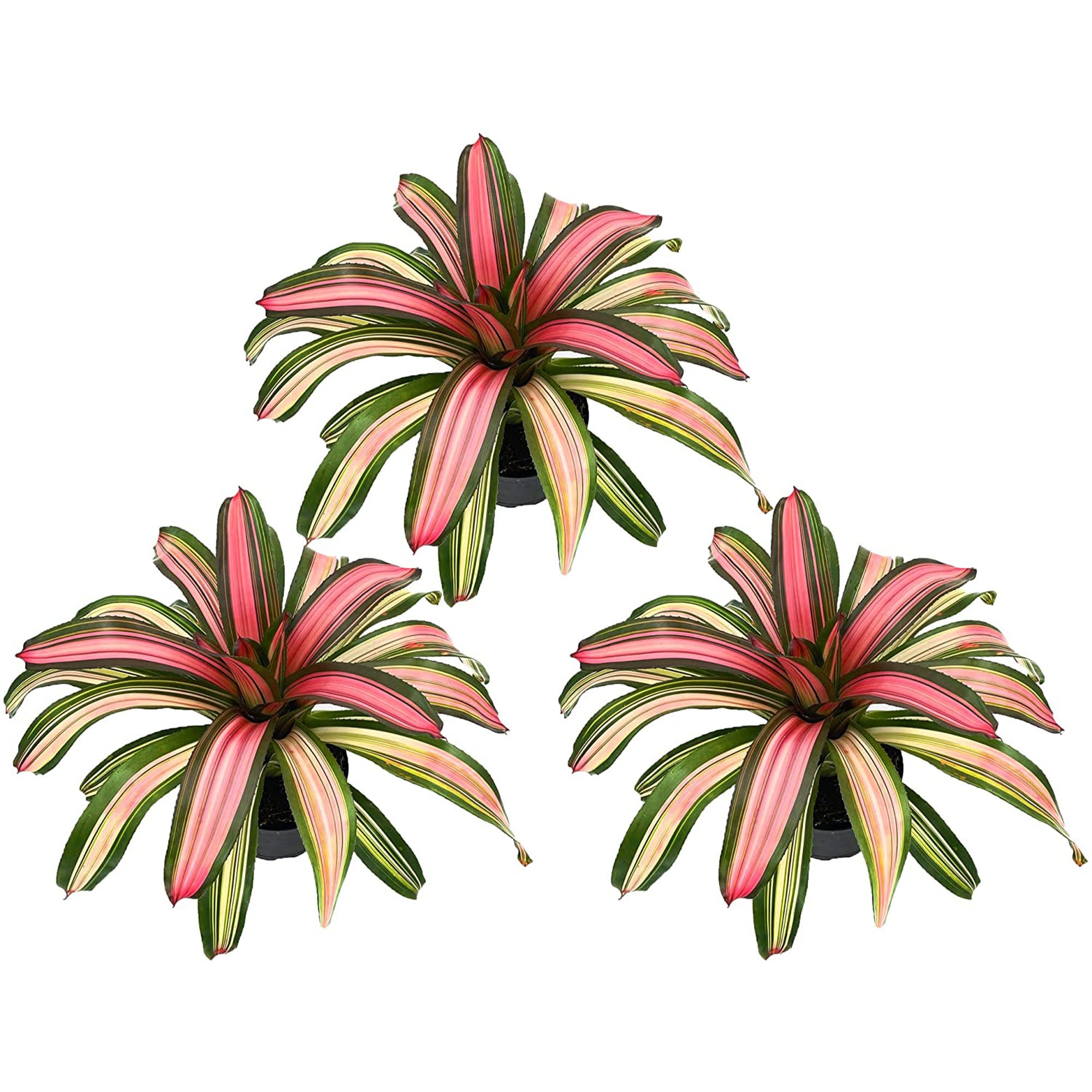 Bromeliad Neoregelia Minerva