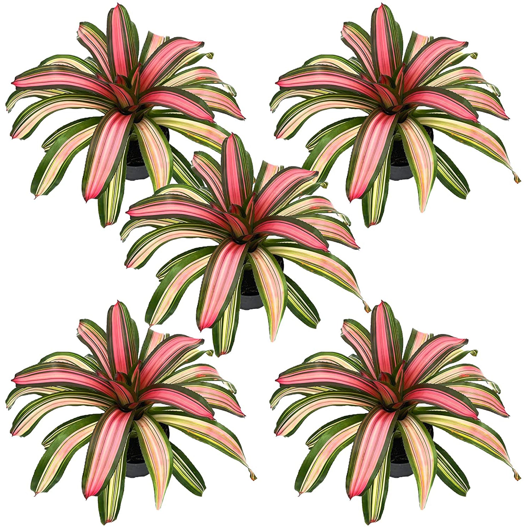 Bromeliad Neoregelia Minerva